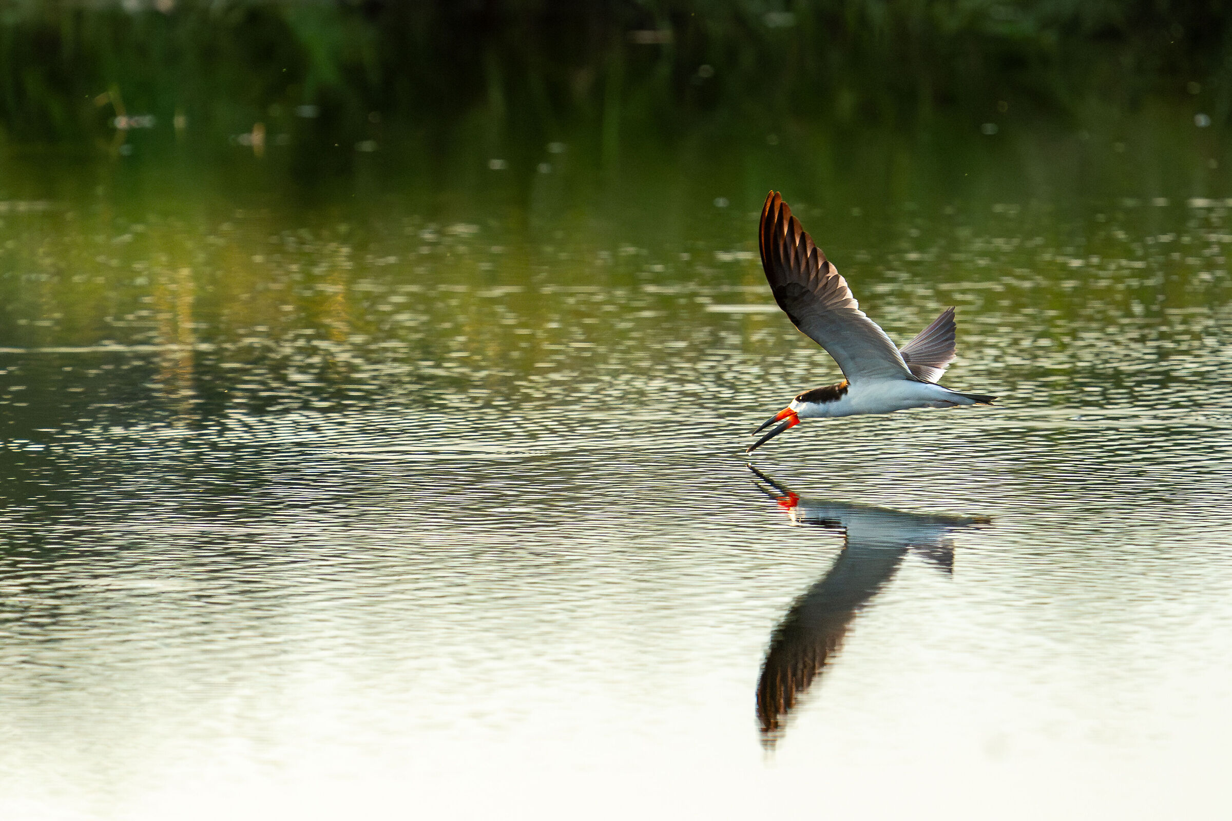 Black Skimmer
