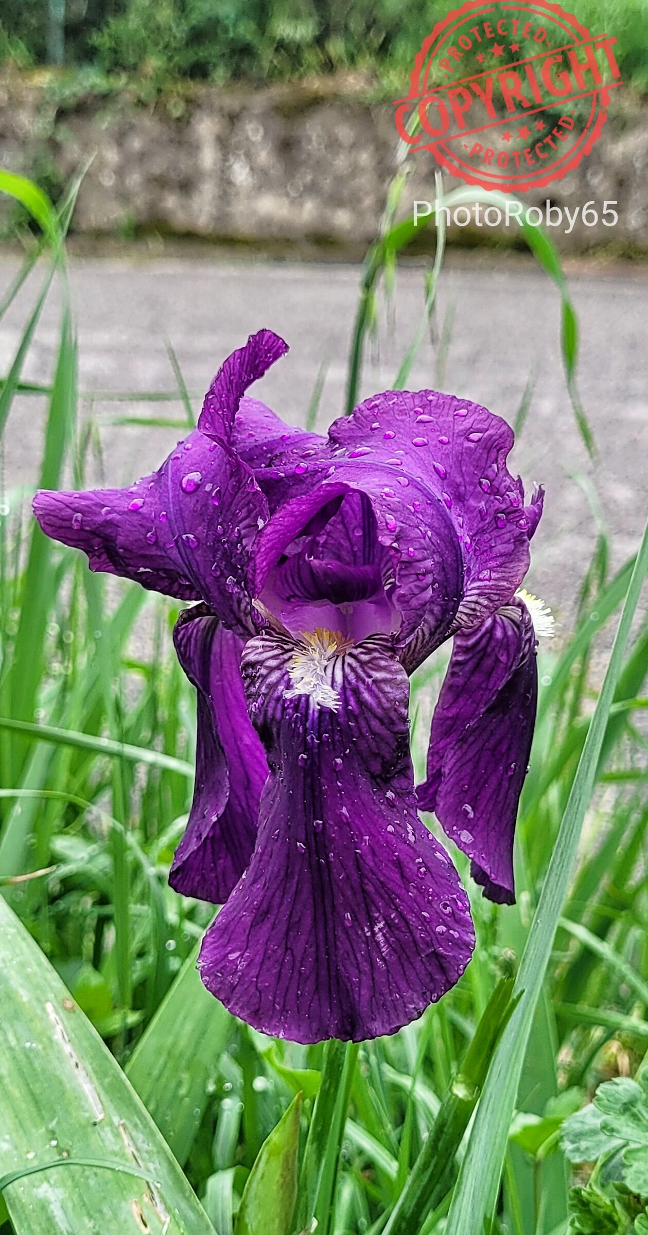 Purple Lily