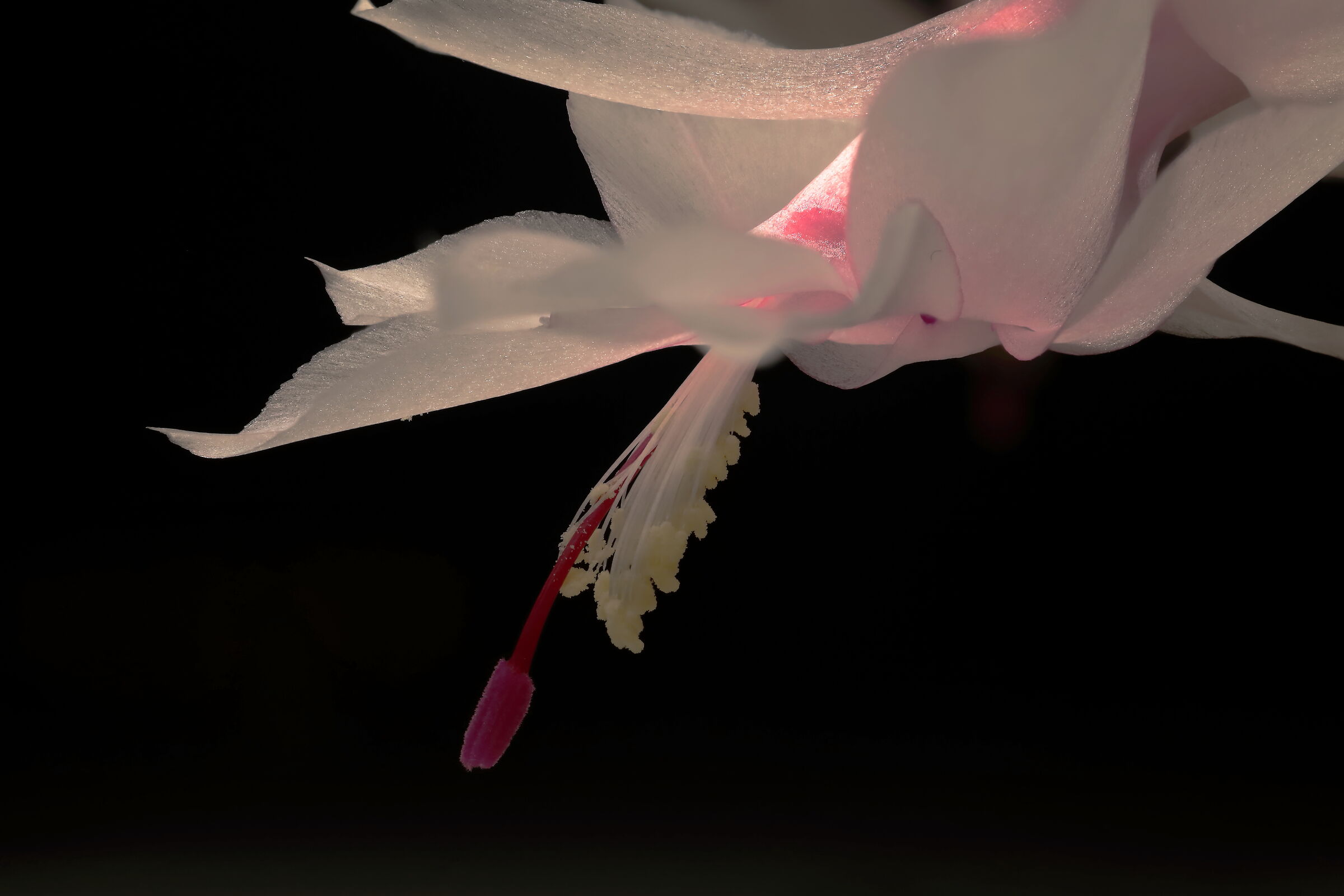 succulent seedling flower