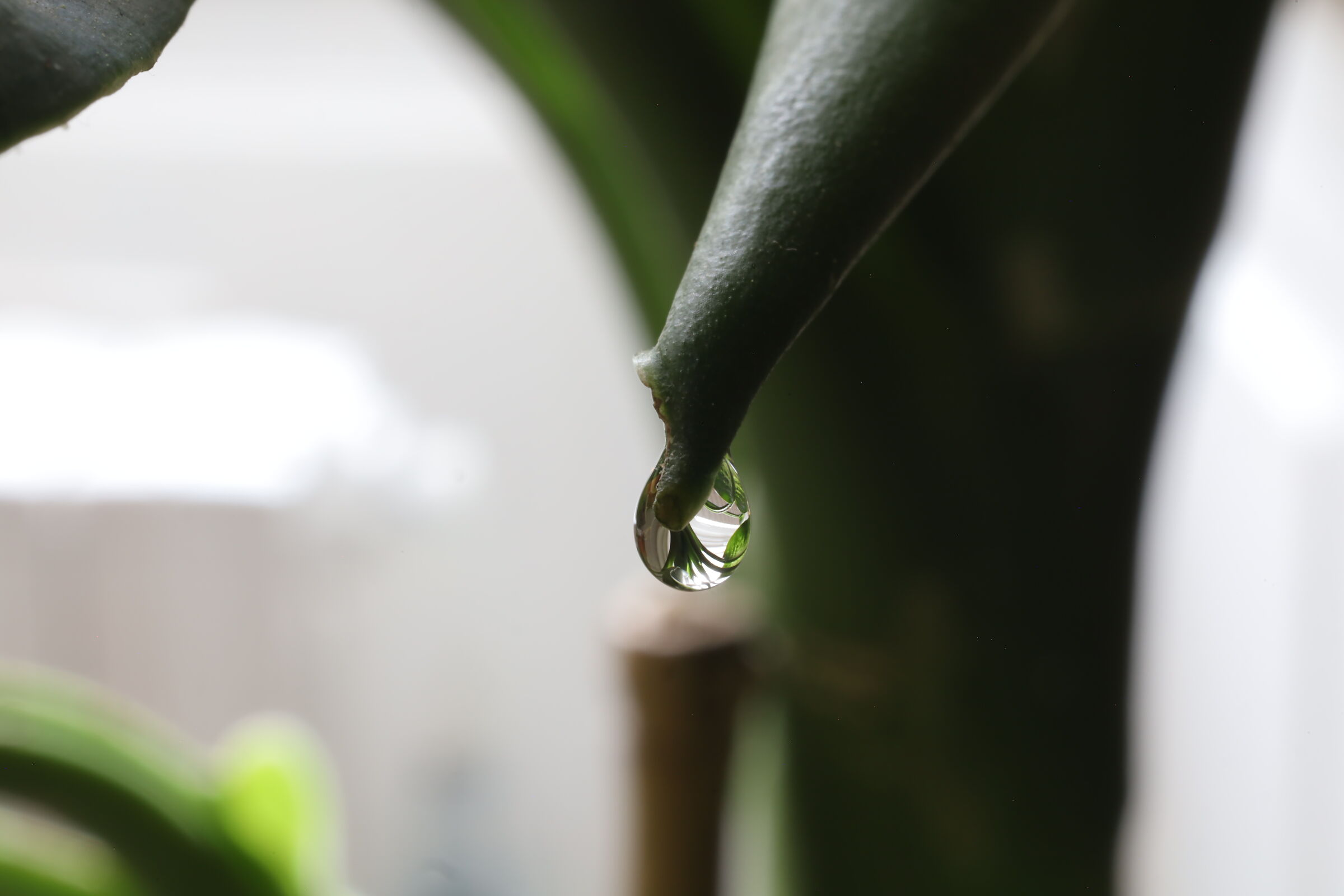 Dieffenbachia Tear 1