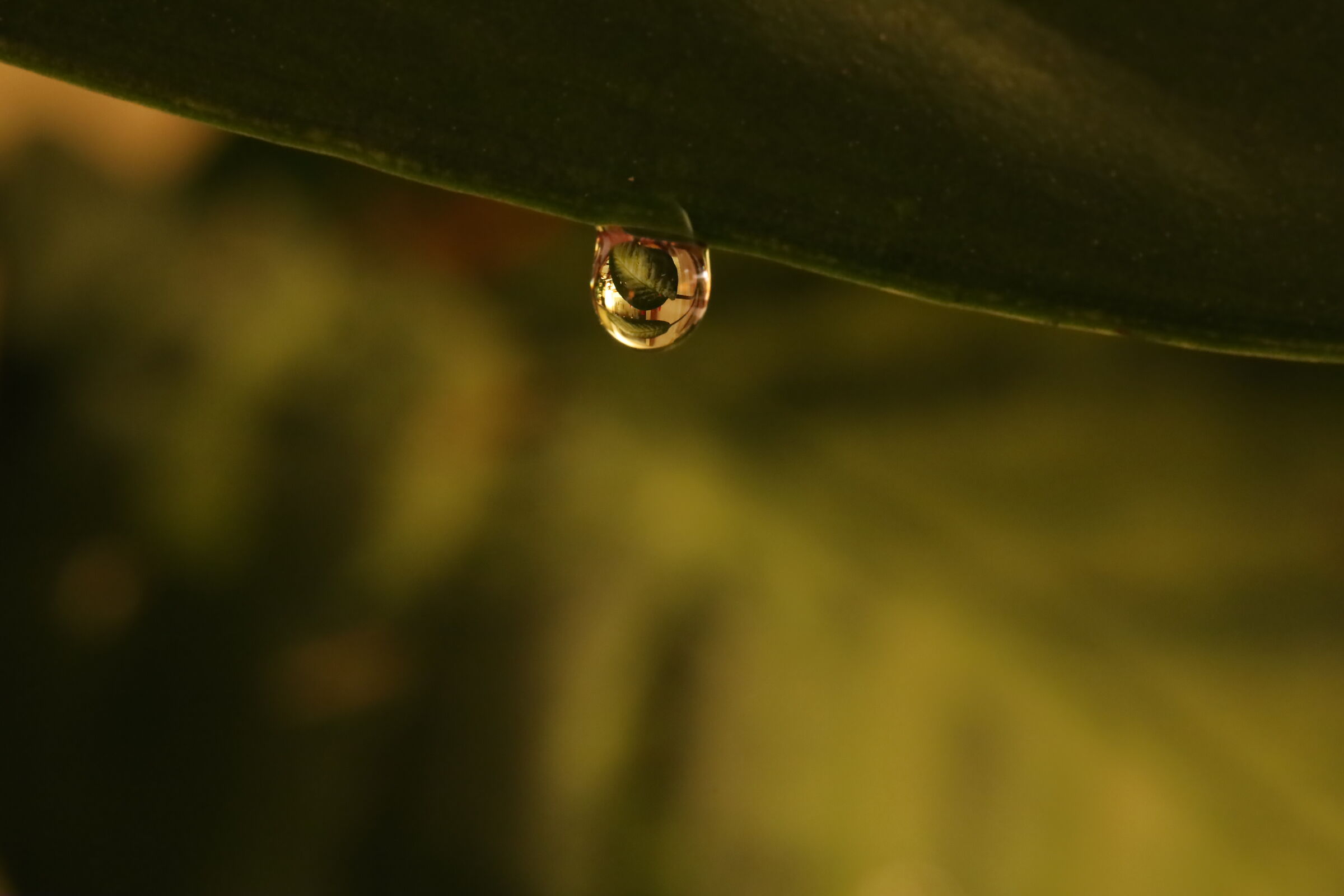 Lacrima Dieffenbachia 2