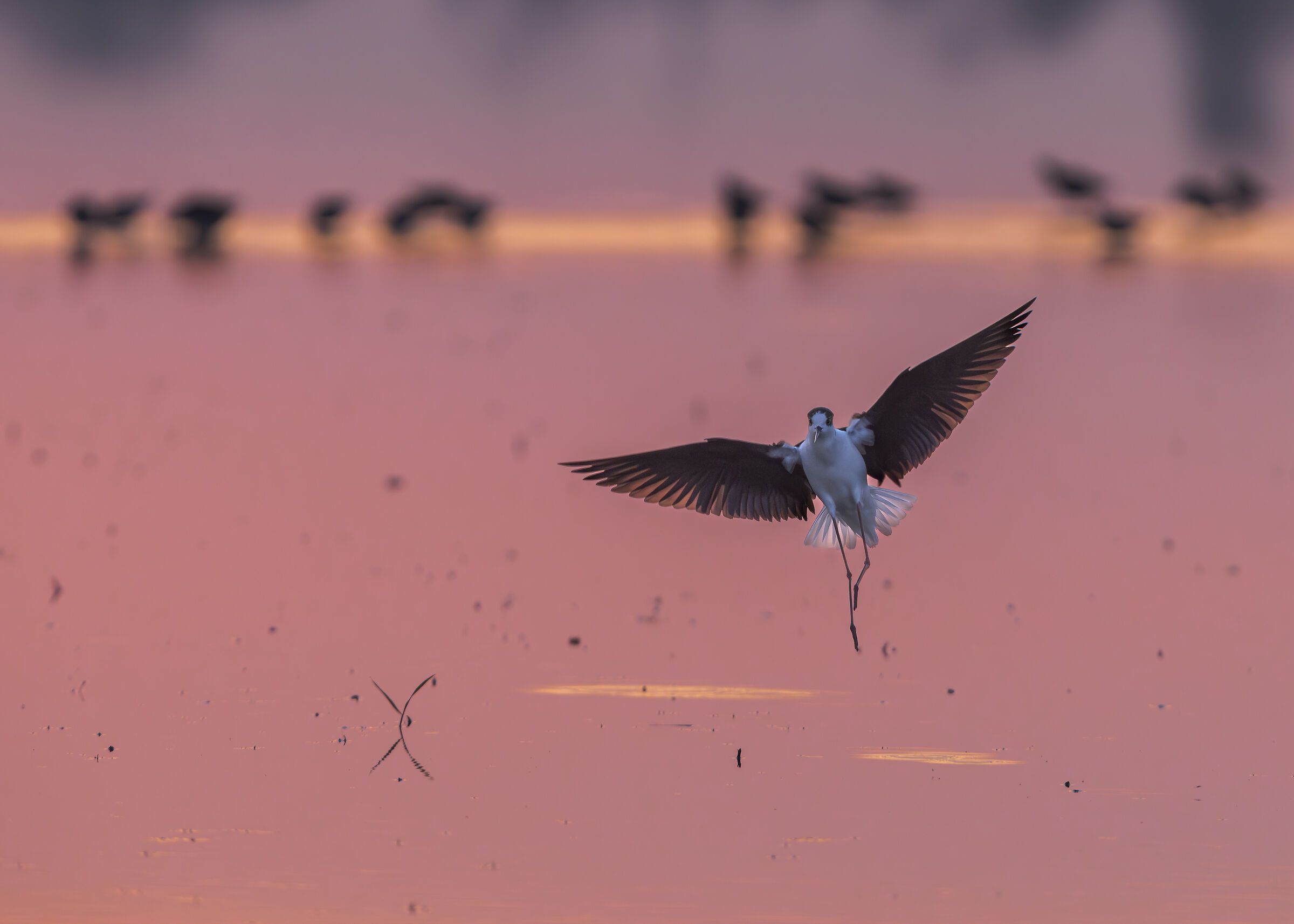 Black-winged Stilt