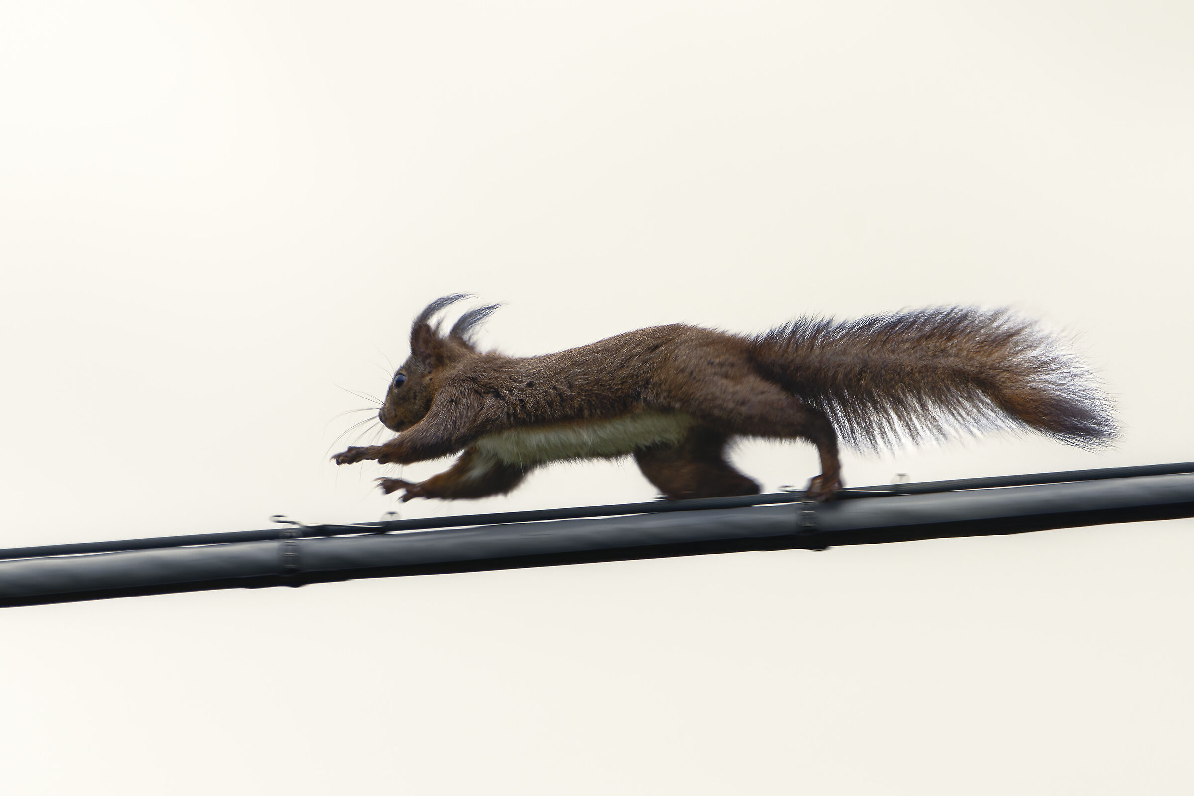 "Il funambolo" Scoiattolo.