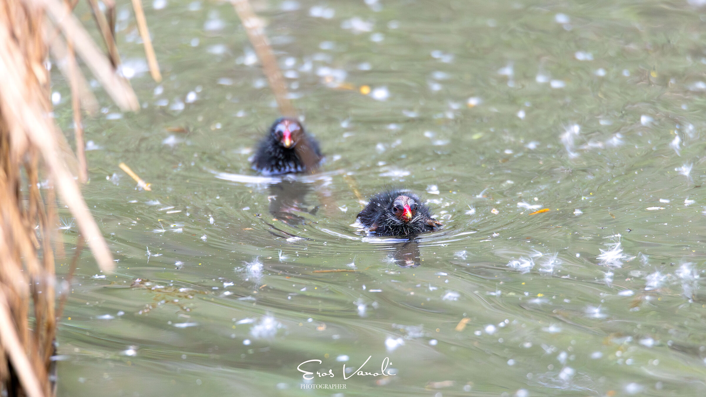pulcini di gallinella d'acqua