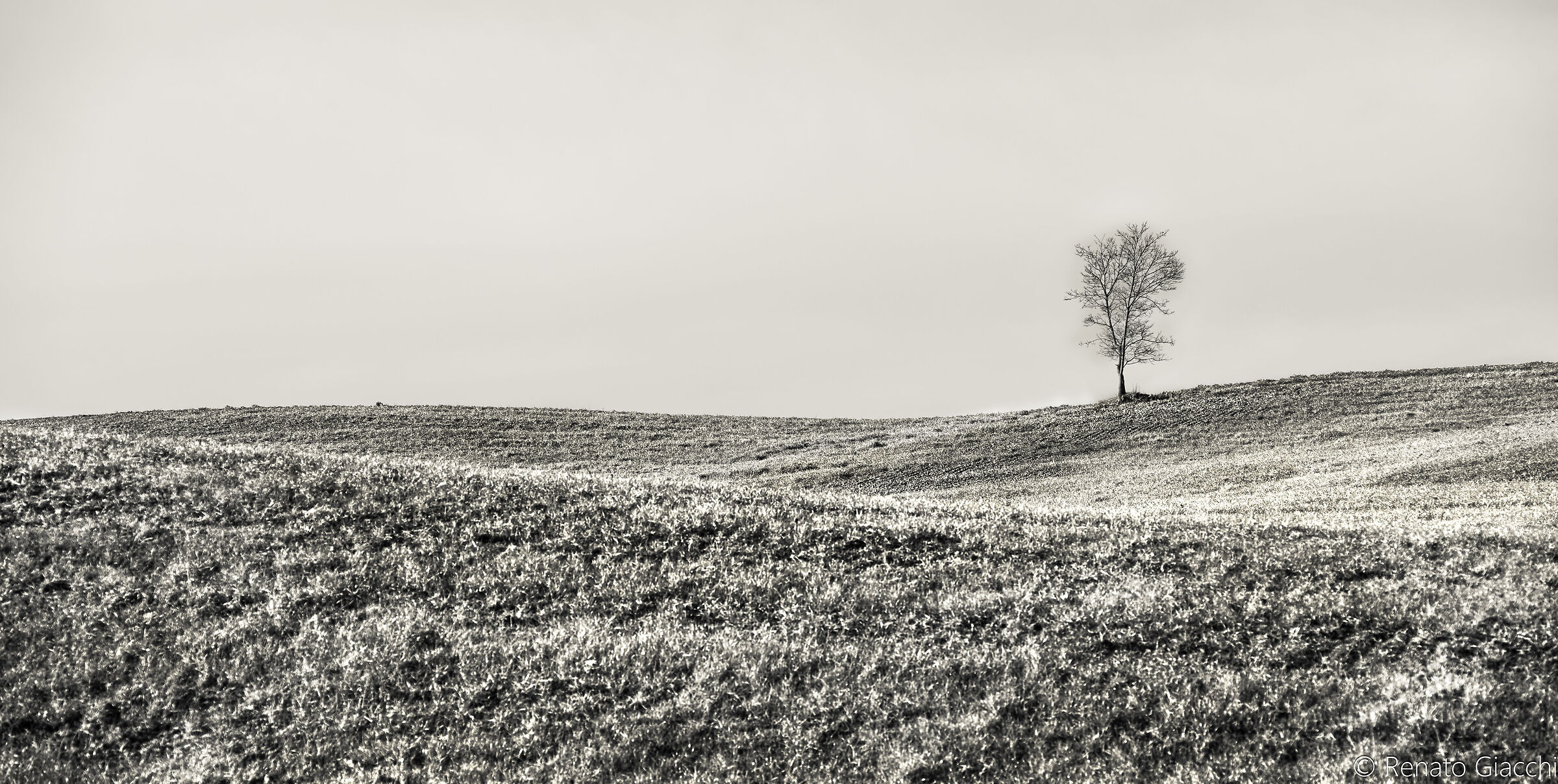 Sapling