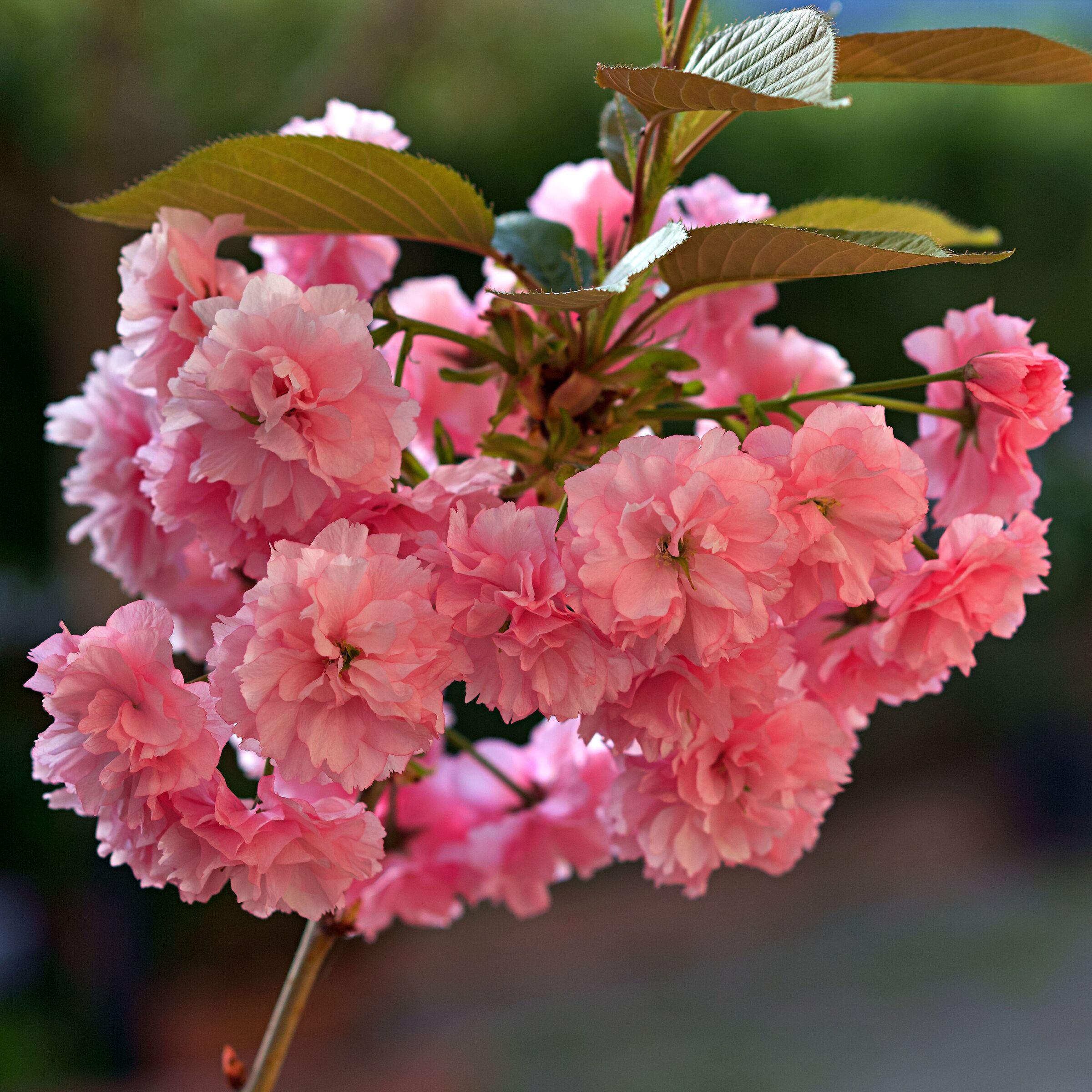 Prunus serrulata Kanzan (Flowering Cherry)