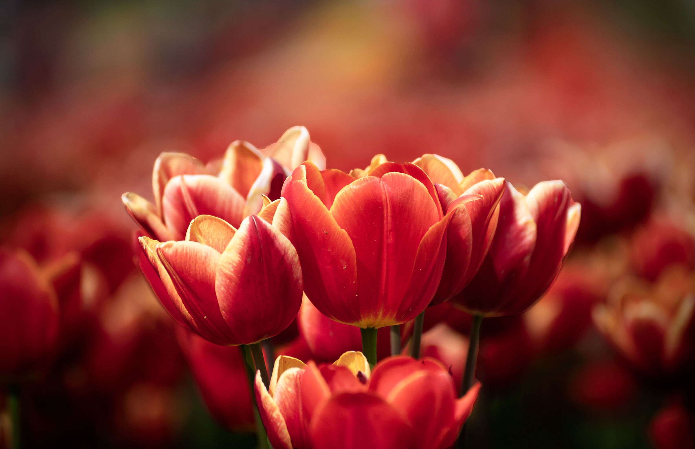 Tulips