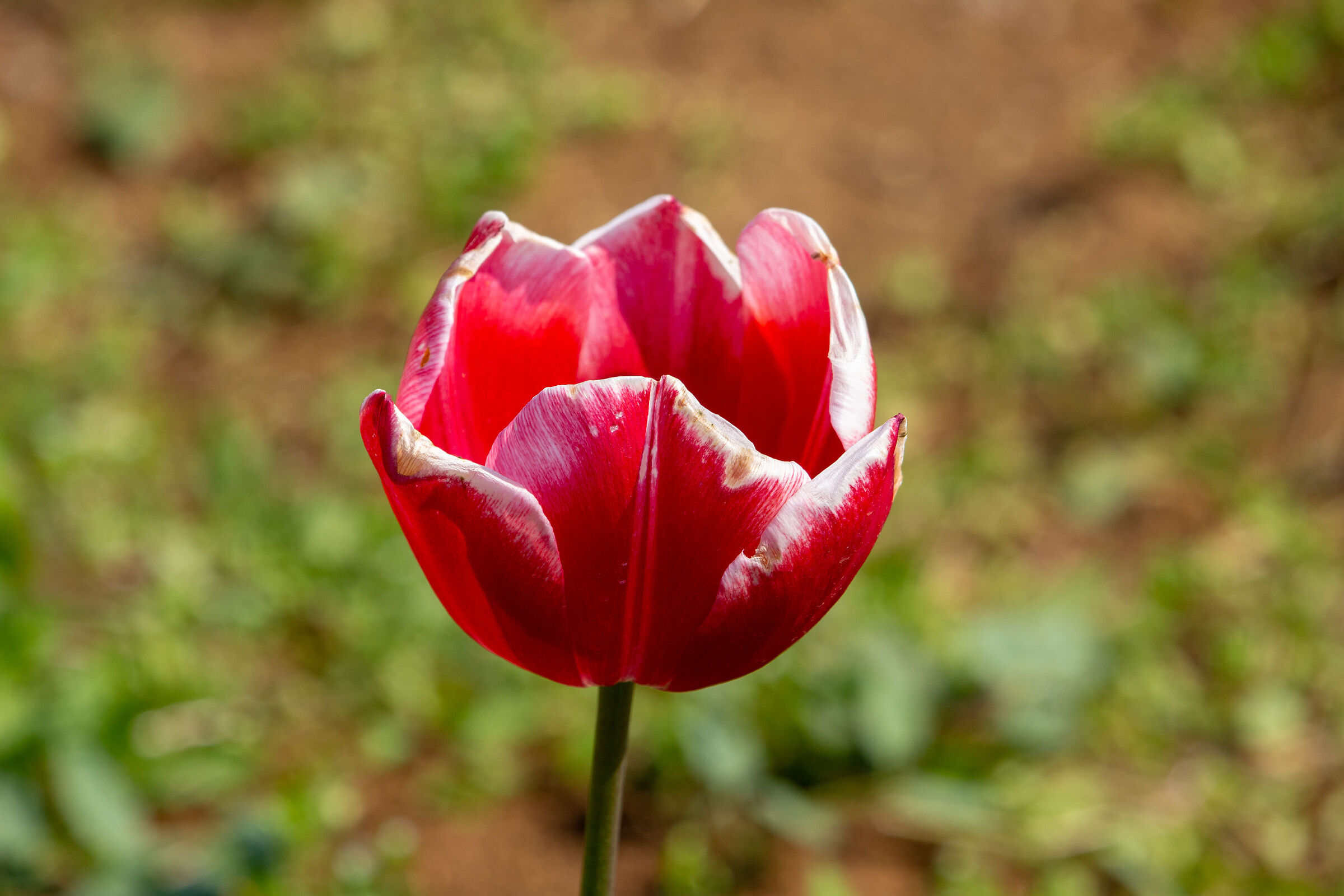 Test 1