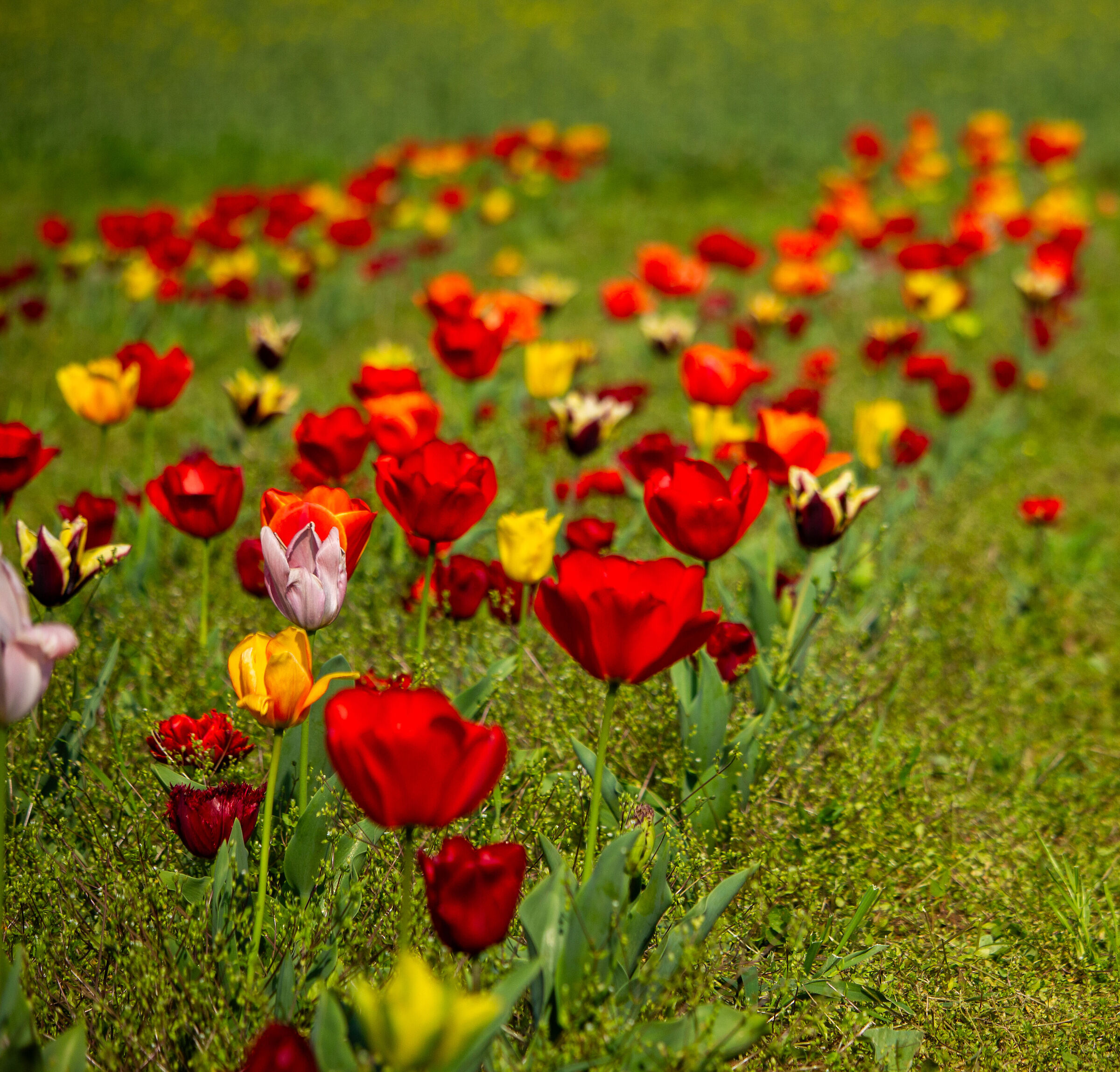 Field