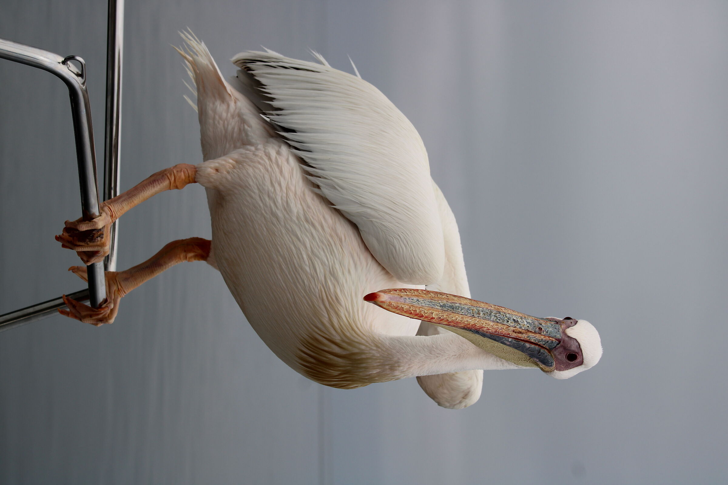 Compagno di viaggio nell'oceano
