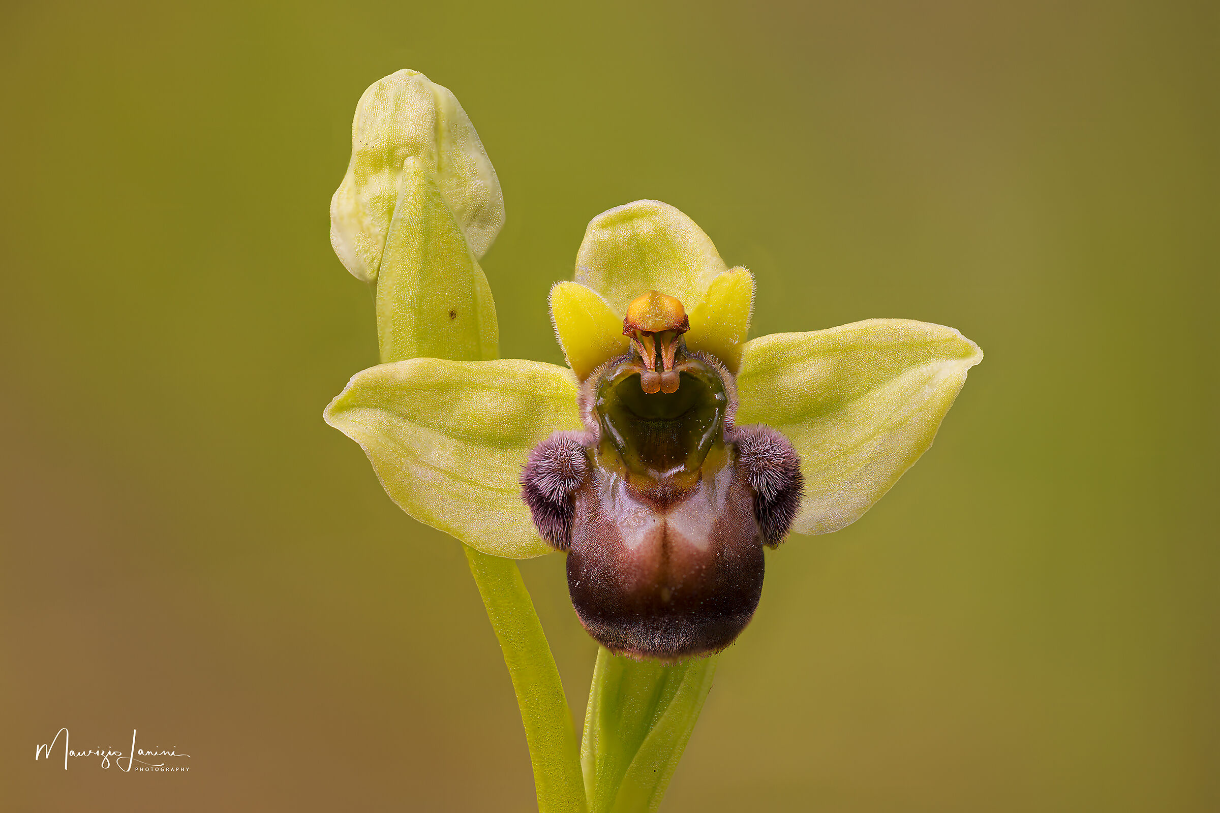Ophrys bombyliflora