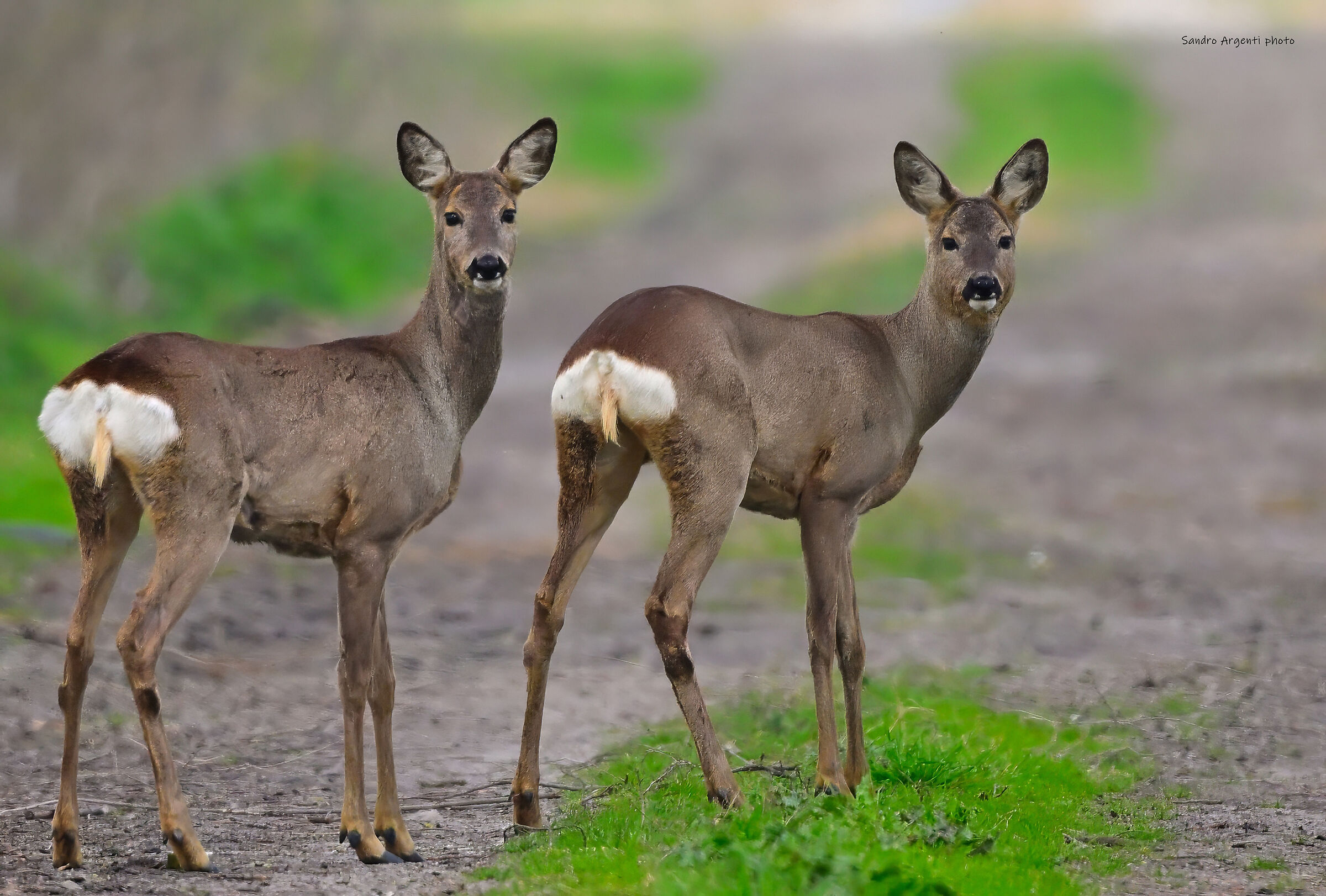 Capita di andare alla ricerca di rapaci e imbattersi...