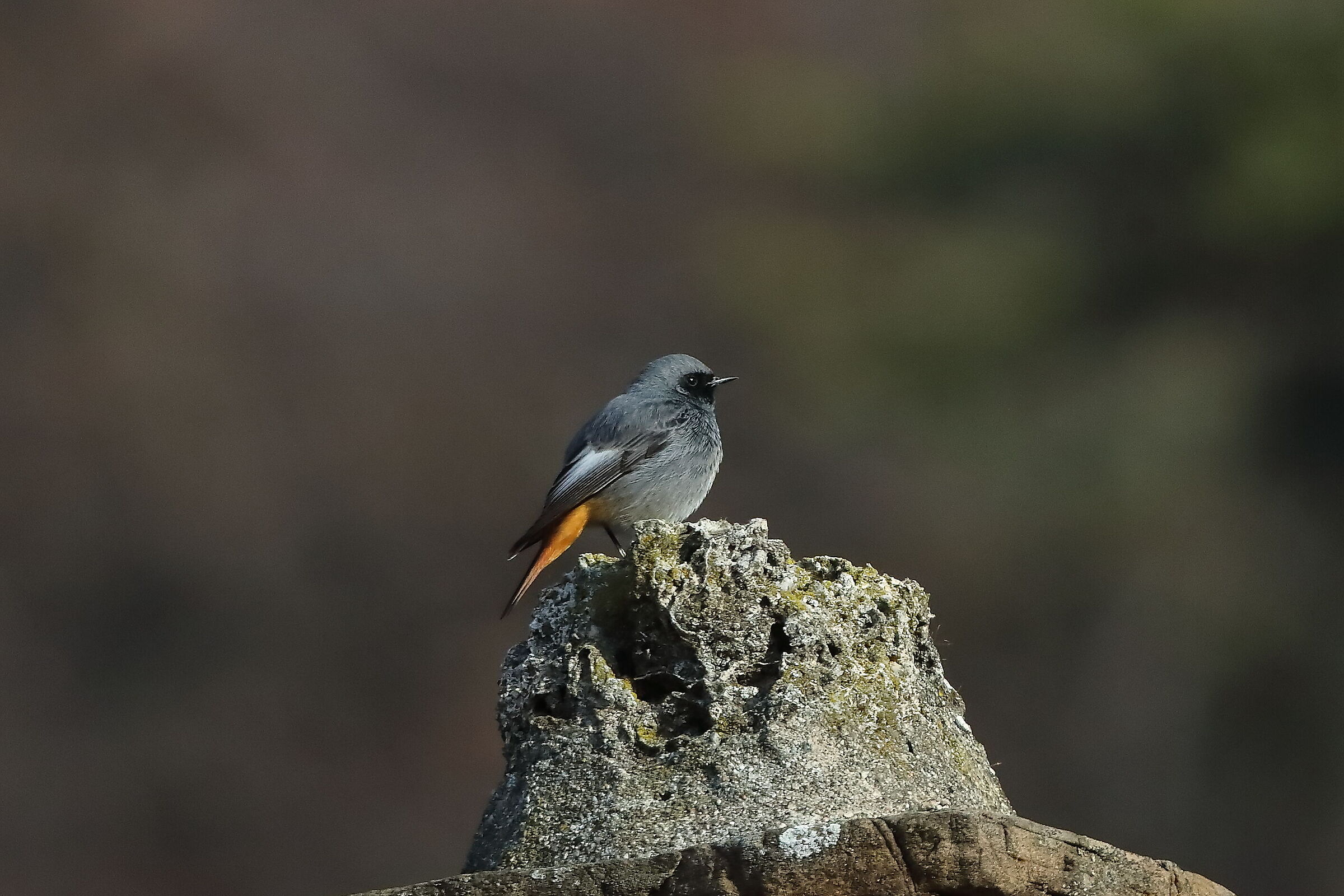 Redstart M 31 January 2024 - 0009