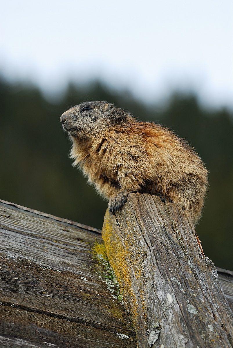 marmotta