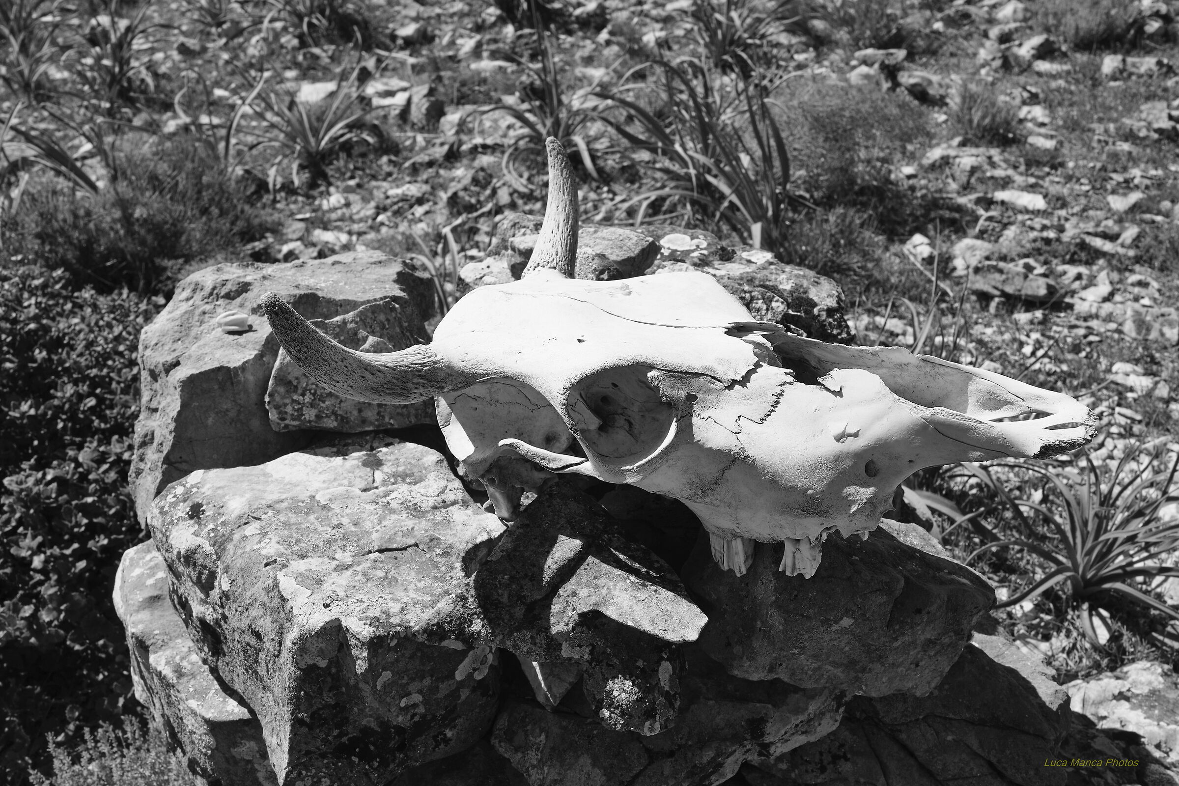 Dolina di Su Suercone