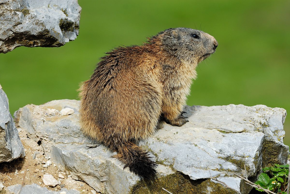 marmotta