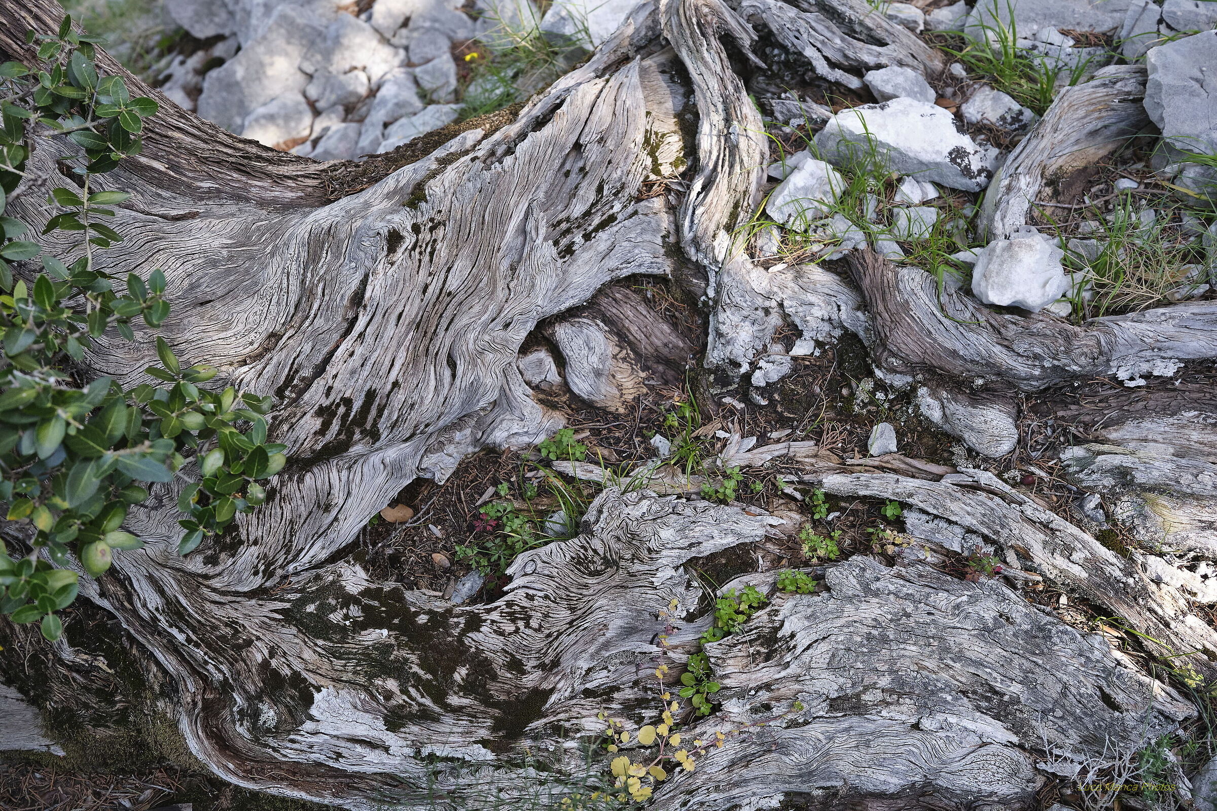 Dolina di Su Suercone