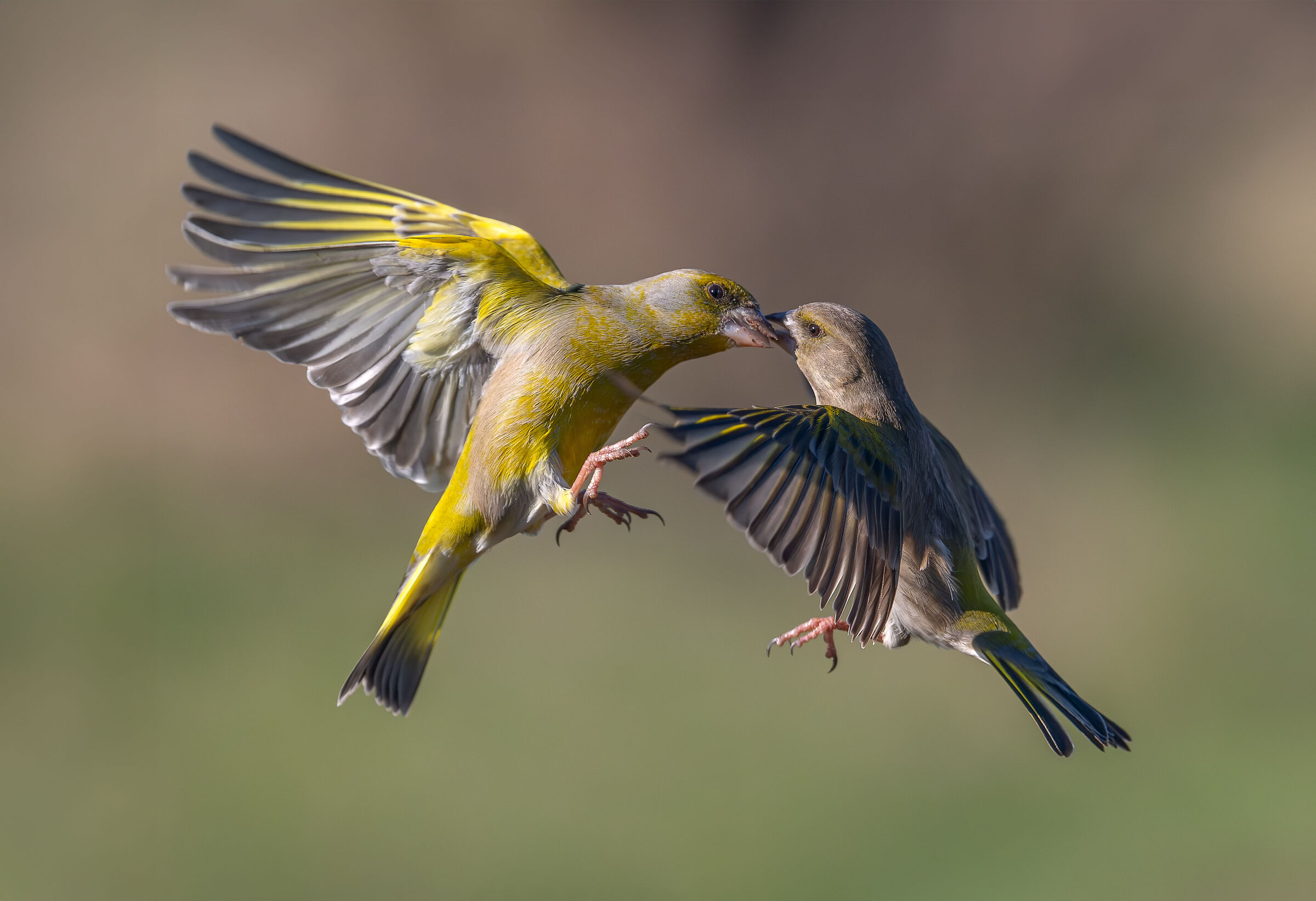 Verdoi in litigation