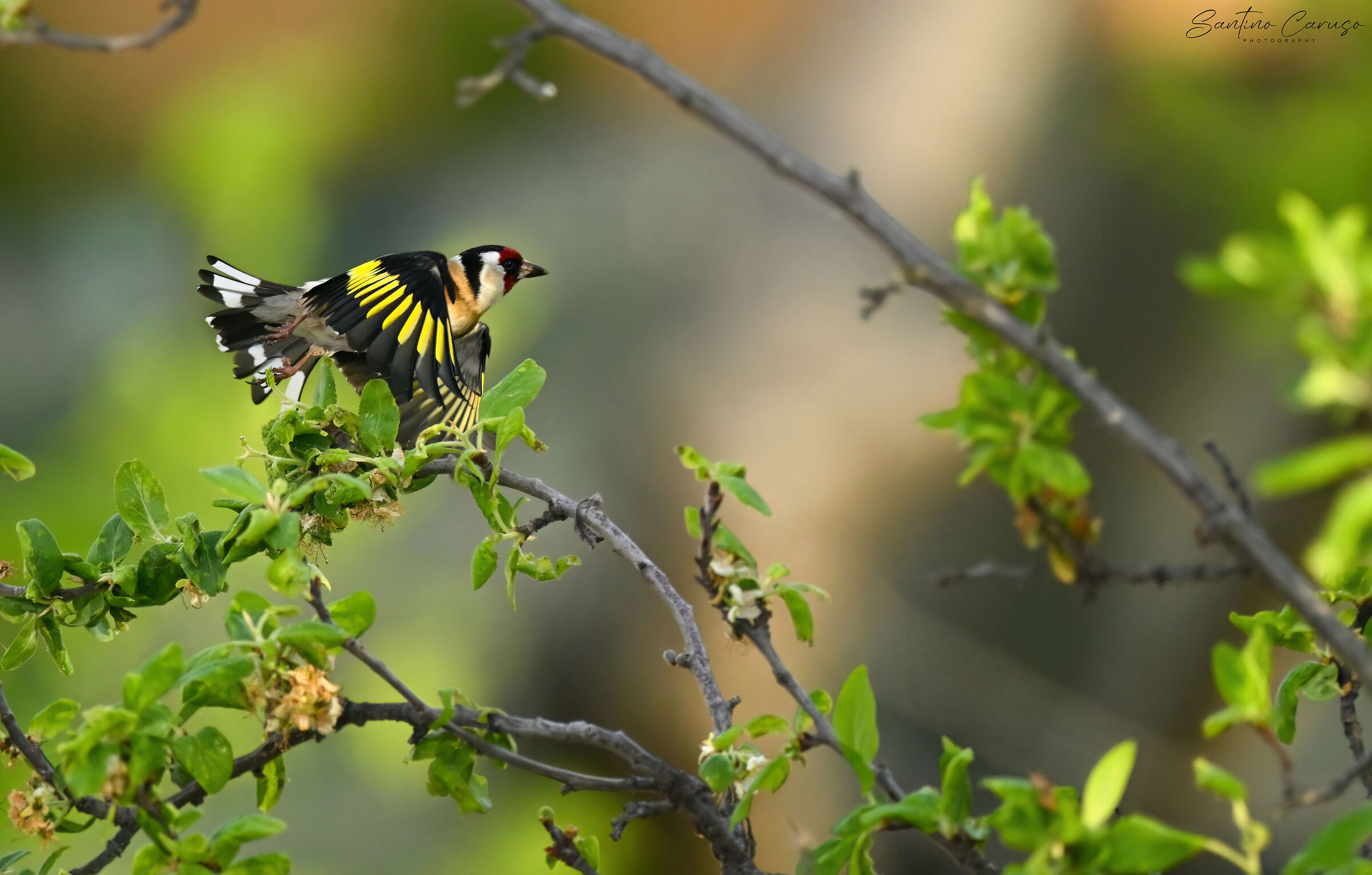 Goldfinch