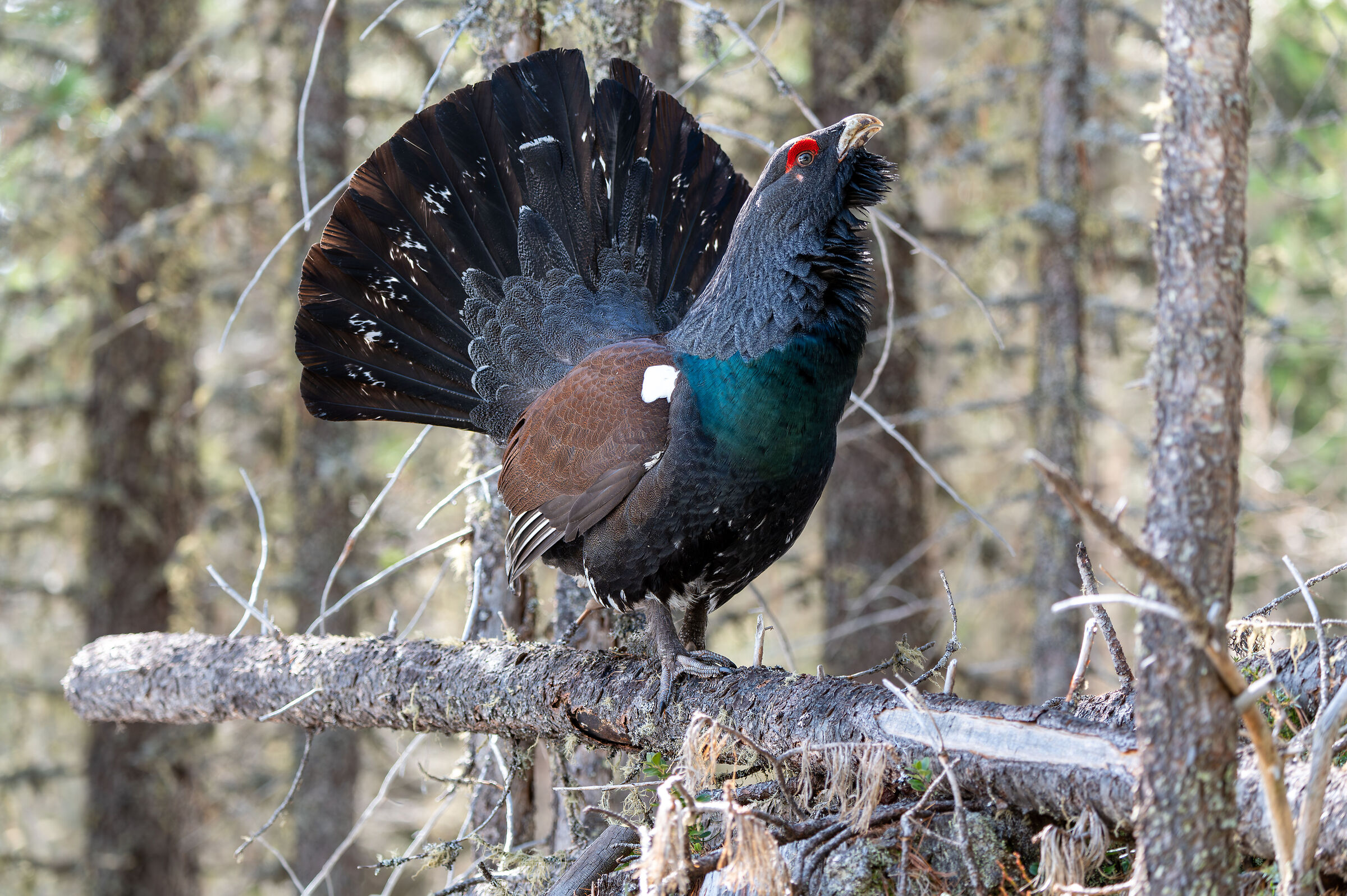 Gallo cedrone nelle Dolomiti