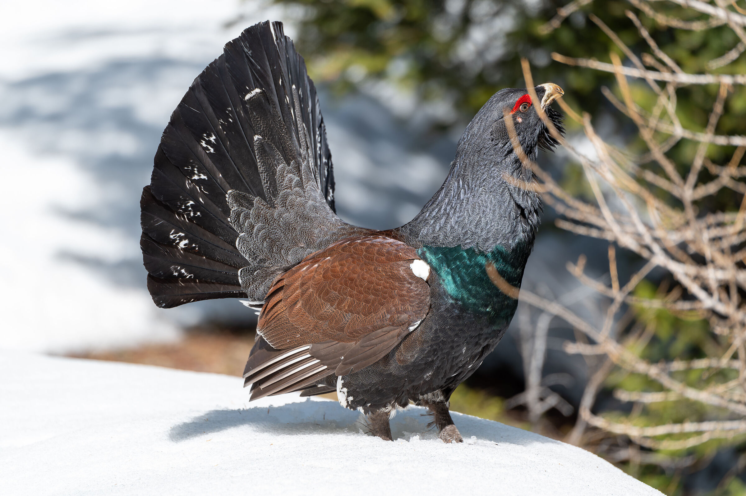 Gallo cedrone nelle Dolomiti