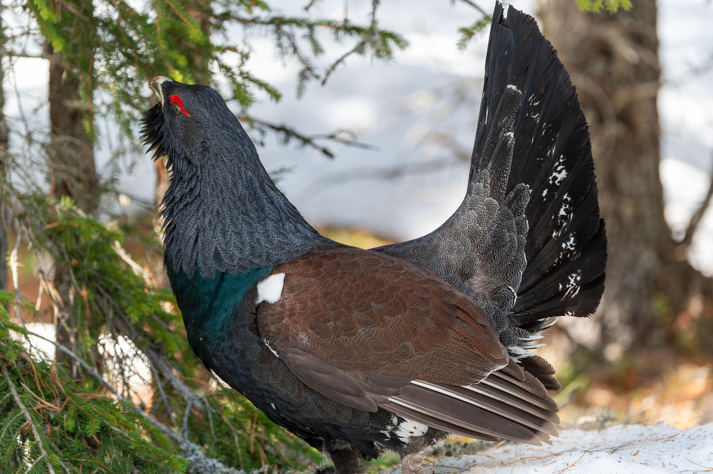 Gallo cedrone nelle Dolomiti