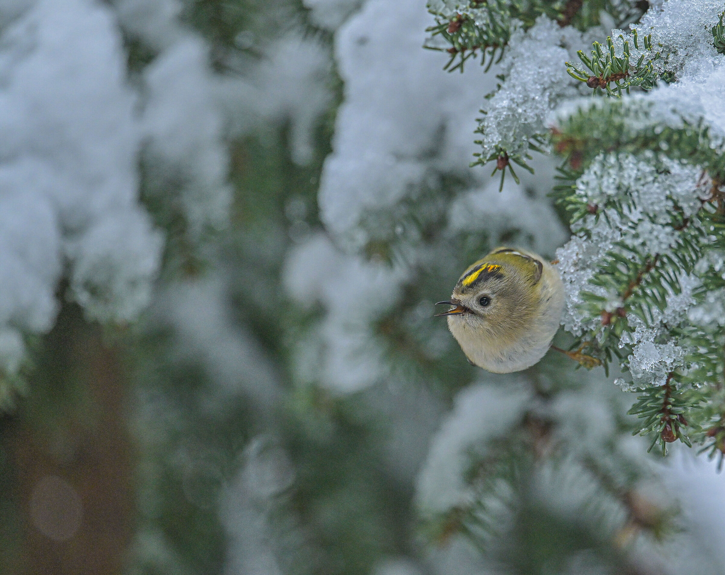 Wintergoldhähnchen (Regulus regulus