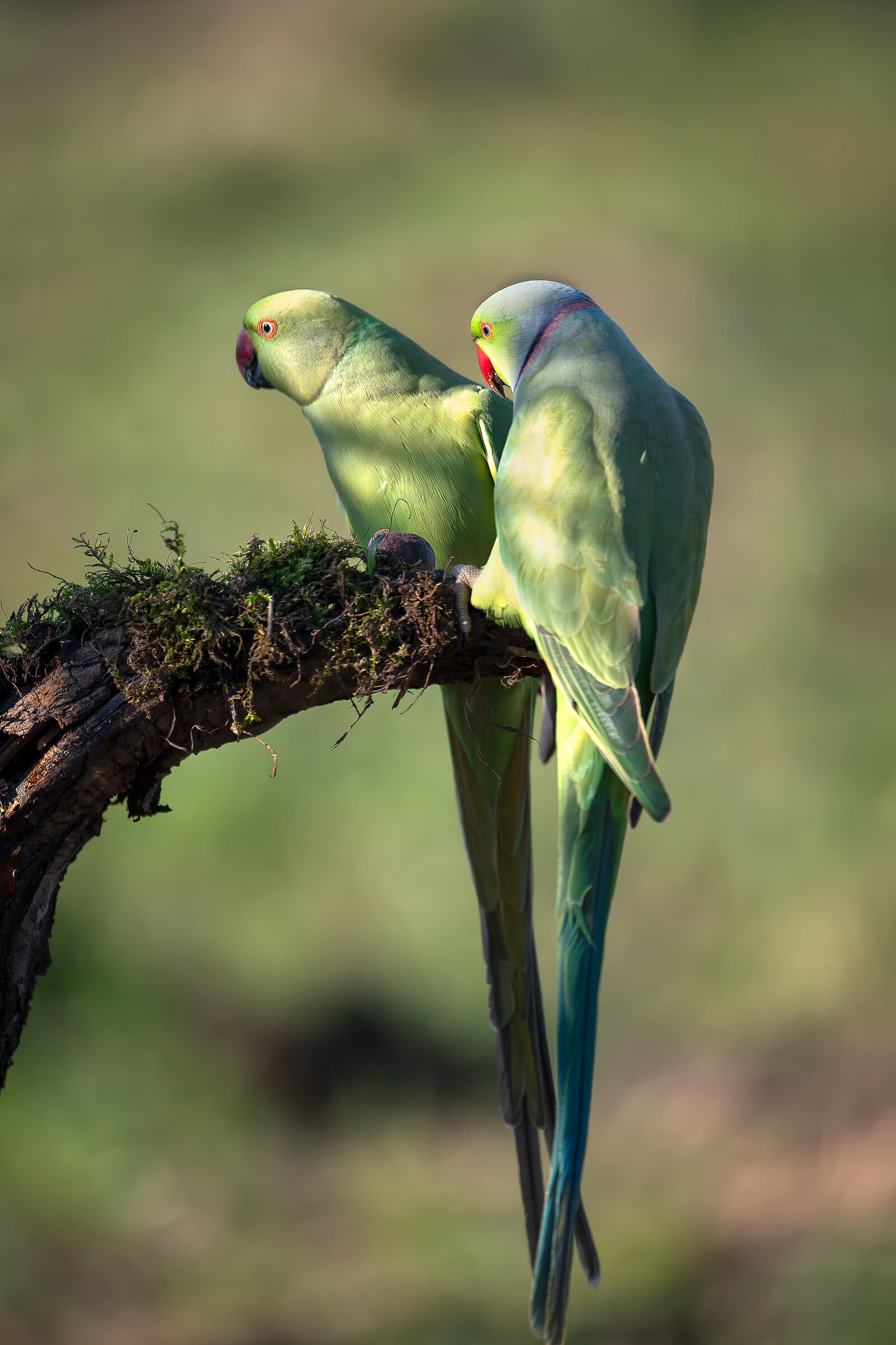 Parakeets #capannocora