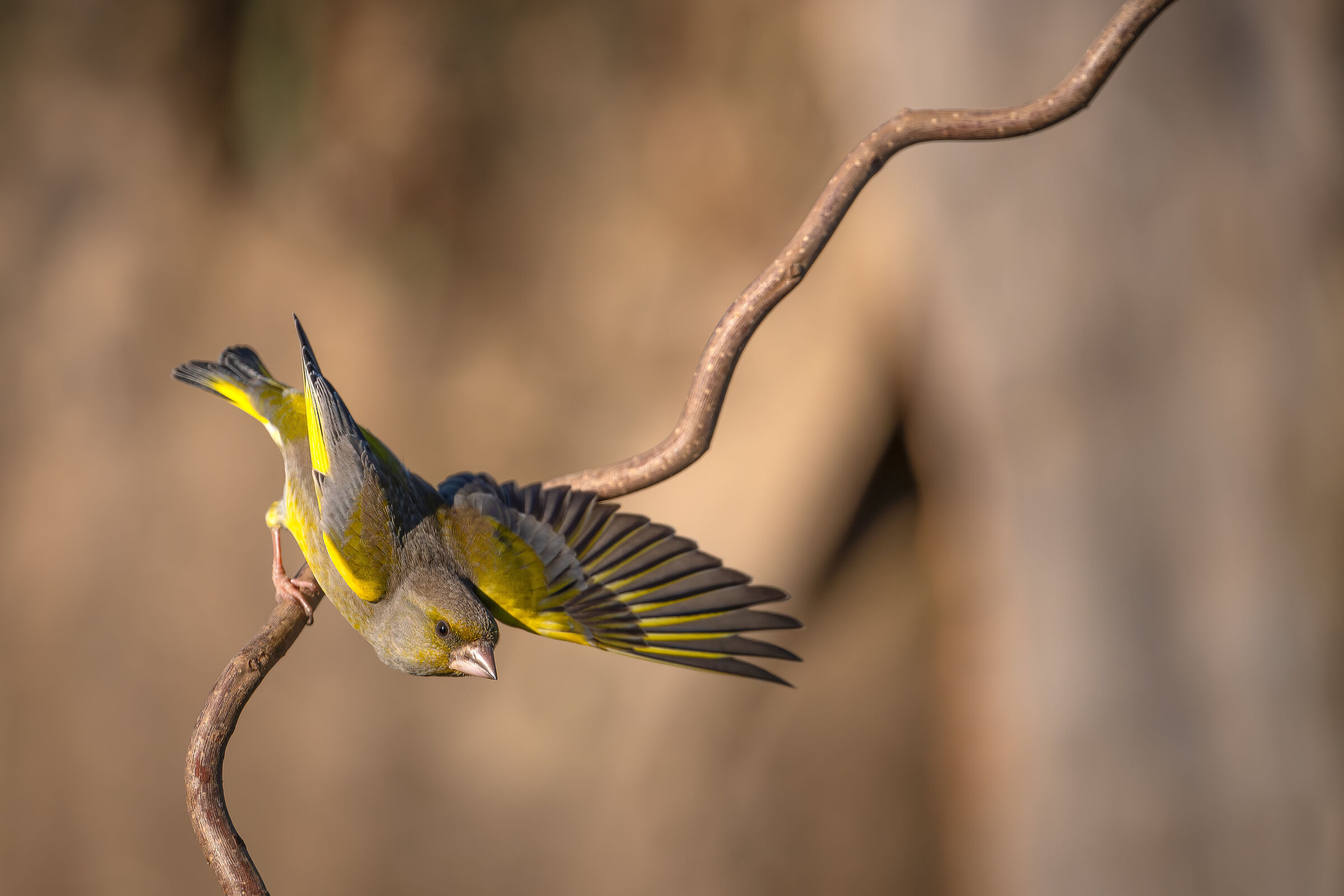 Greenfinch #capannocora