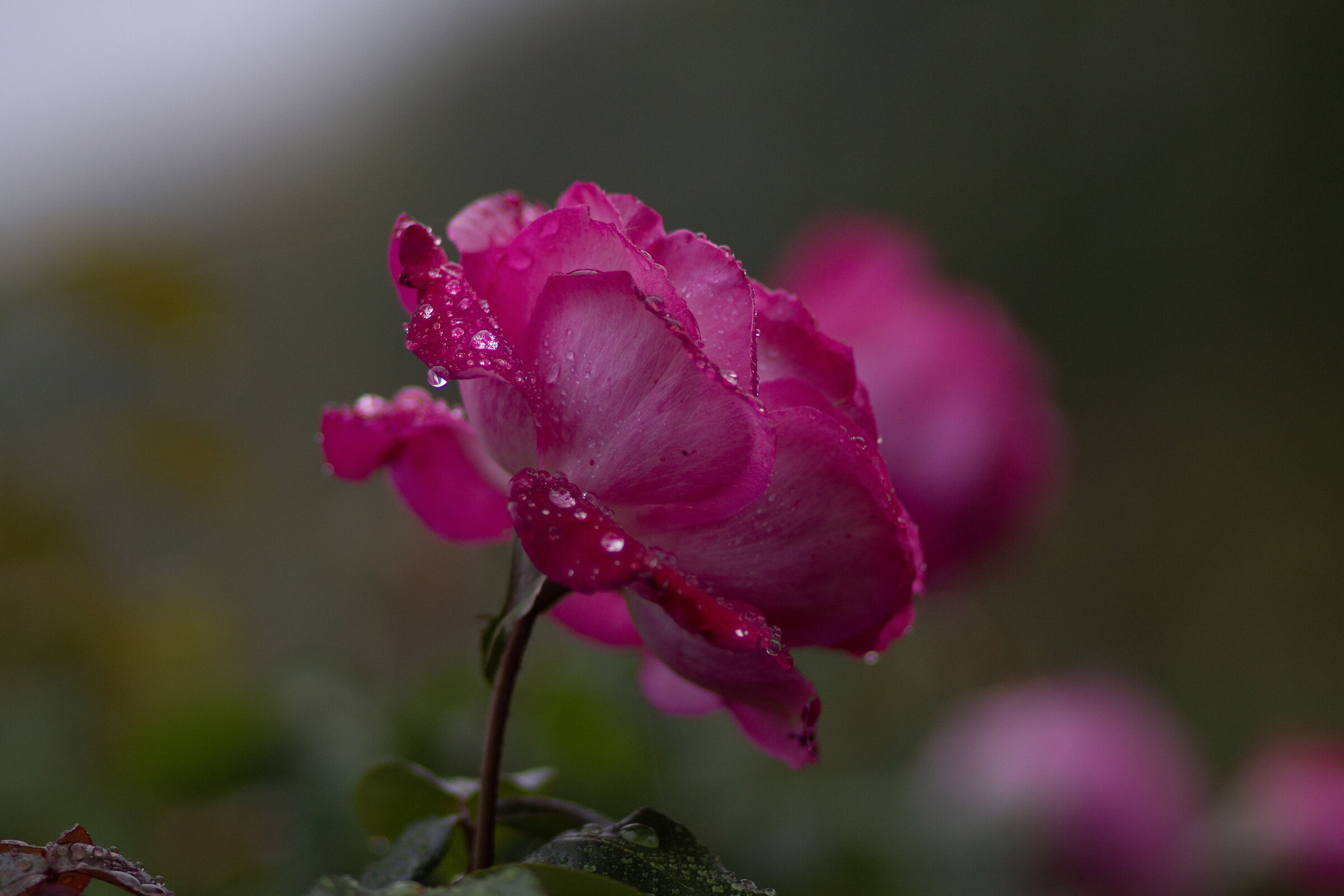 Untitled Photo