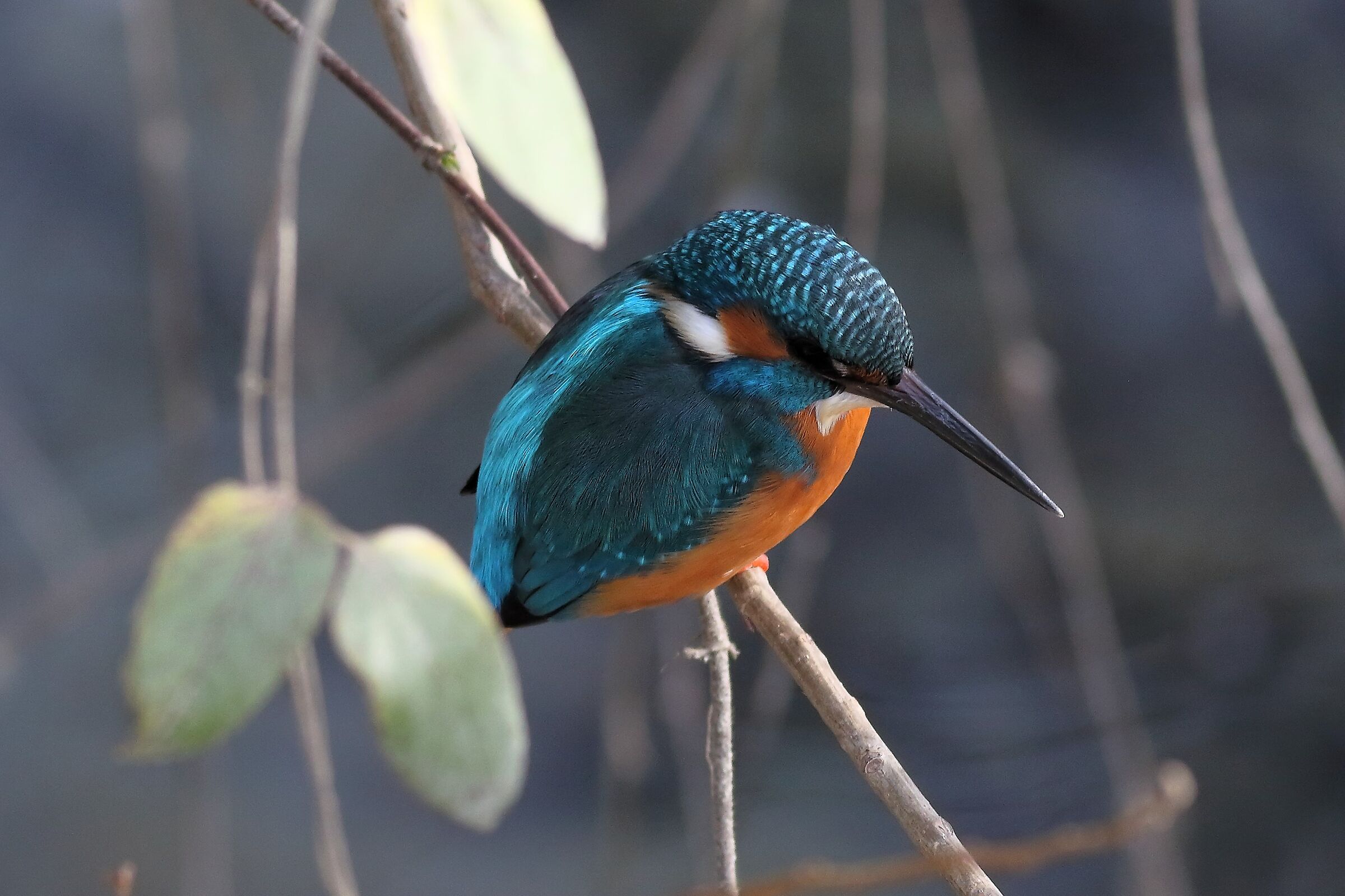 Kingfisher M 30 January 2024 - 6395