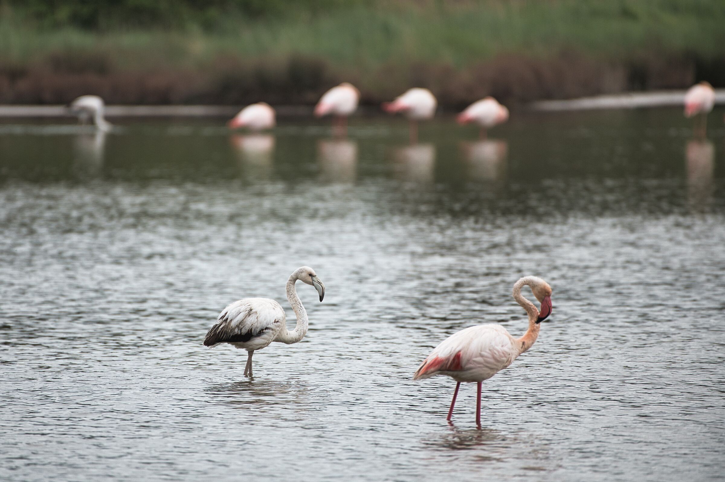 Il Brutto... Fenicottero