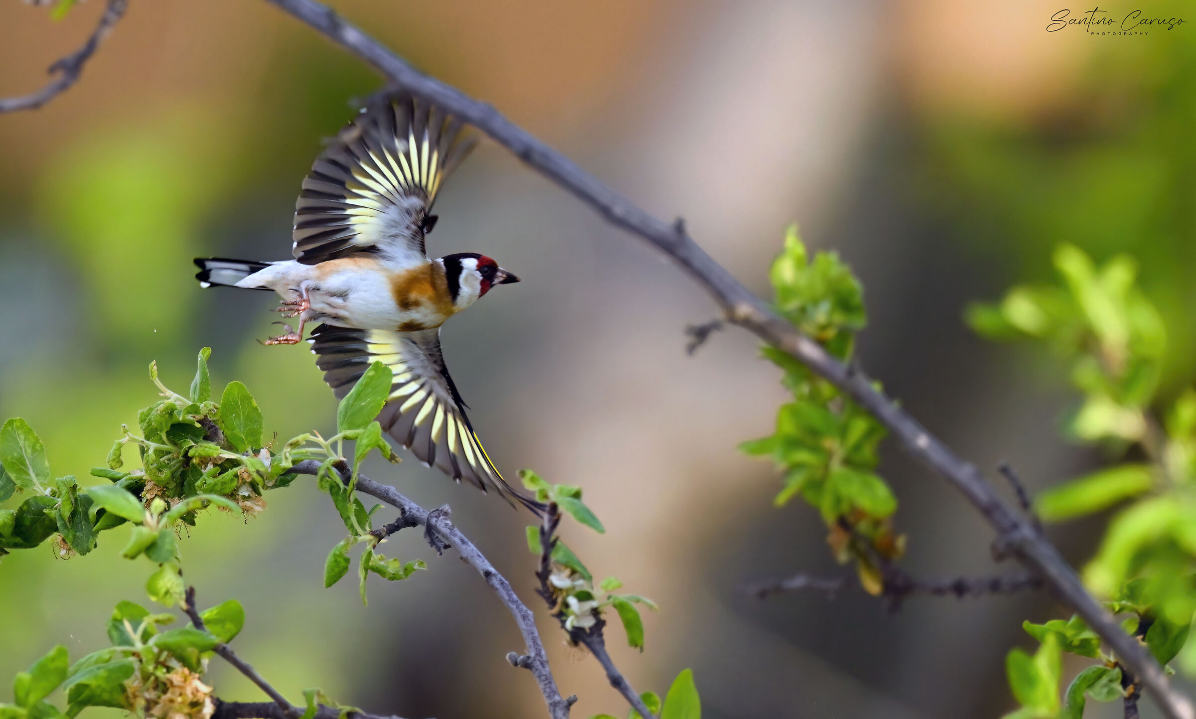 Goldfinch