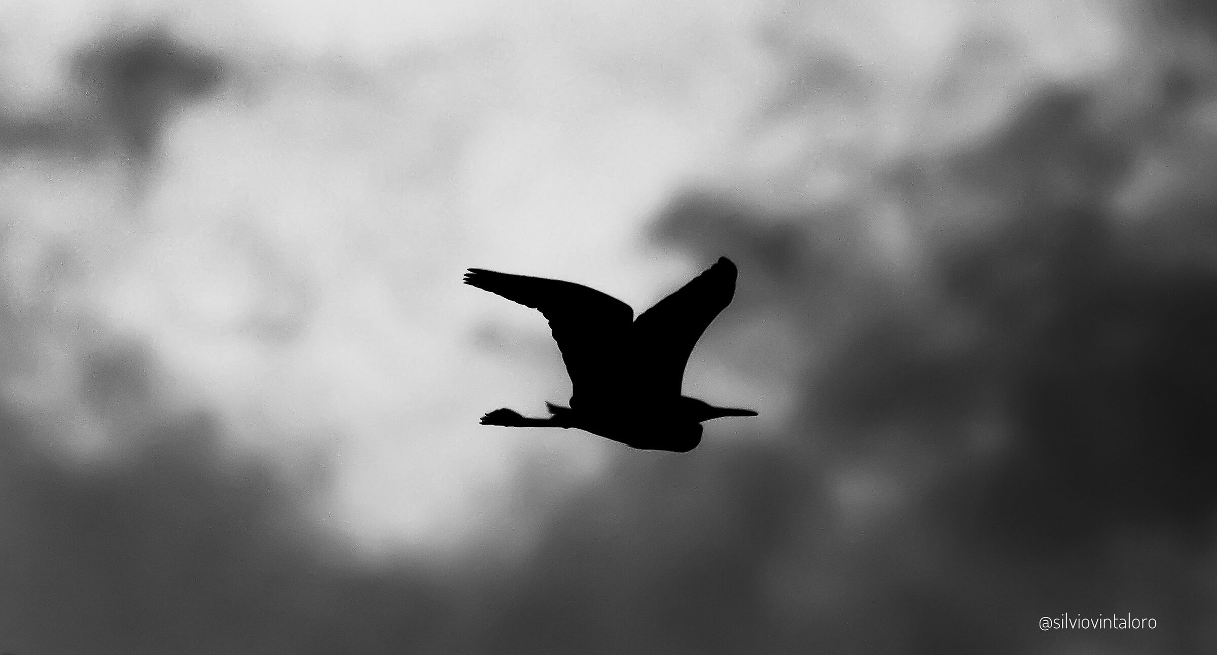 Egret in silhouette