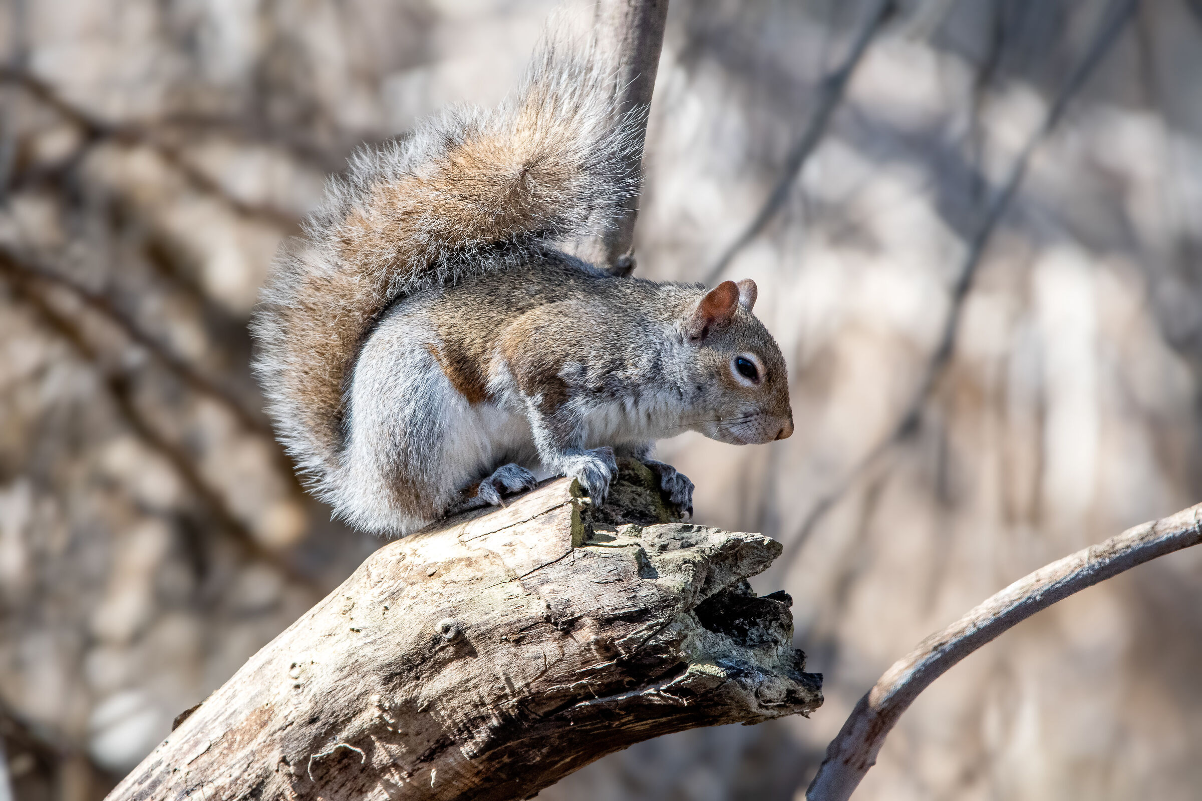Grey Squirrel