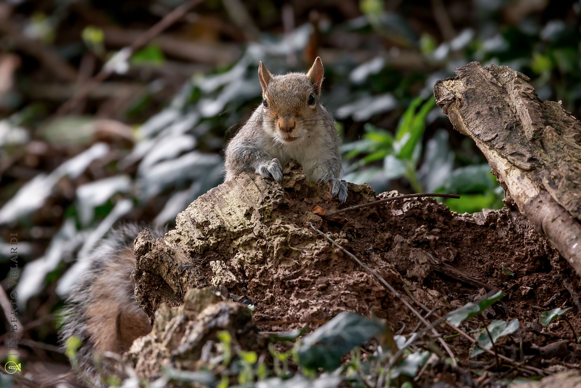 Grey Squirrel