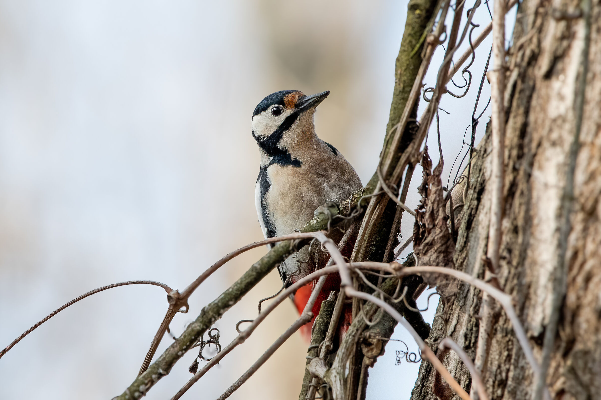 Great spotted woodpecker (f) - Dendrocopos Major