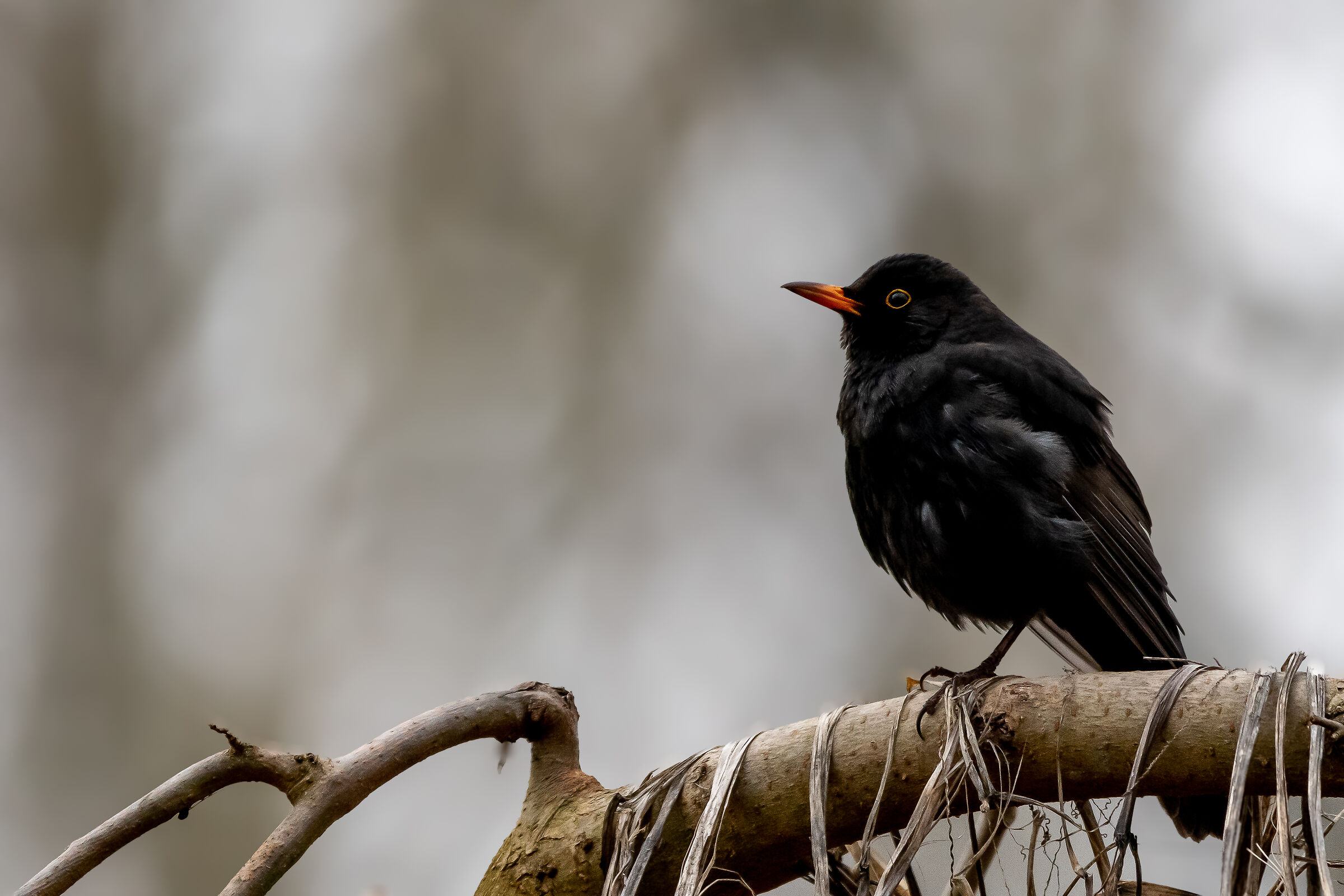 Blackbird - Turdus Merula