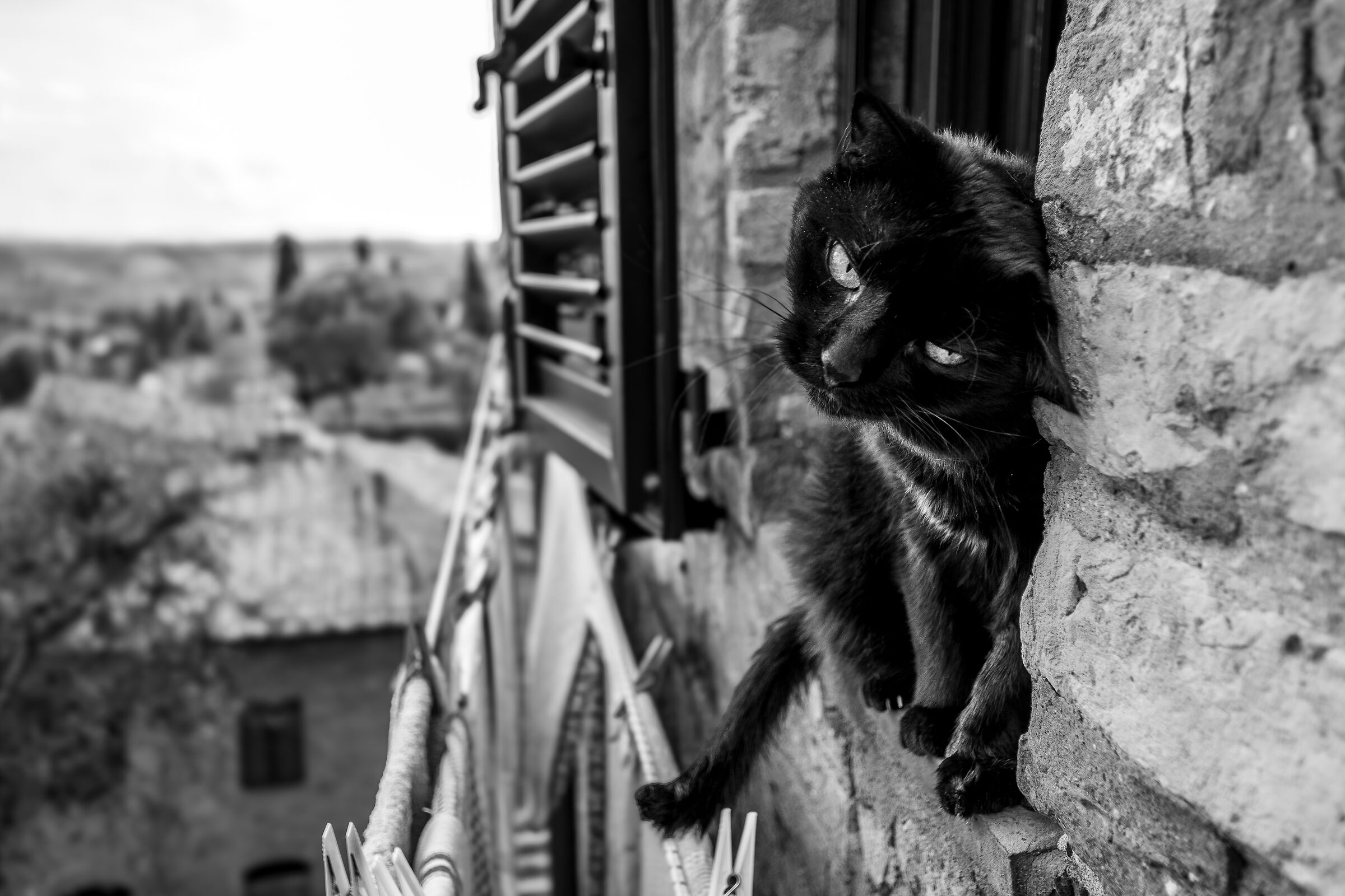 Cat in San Gimignano