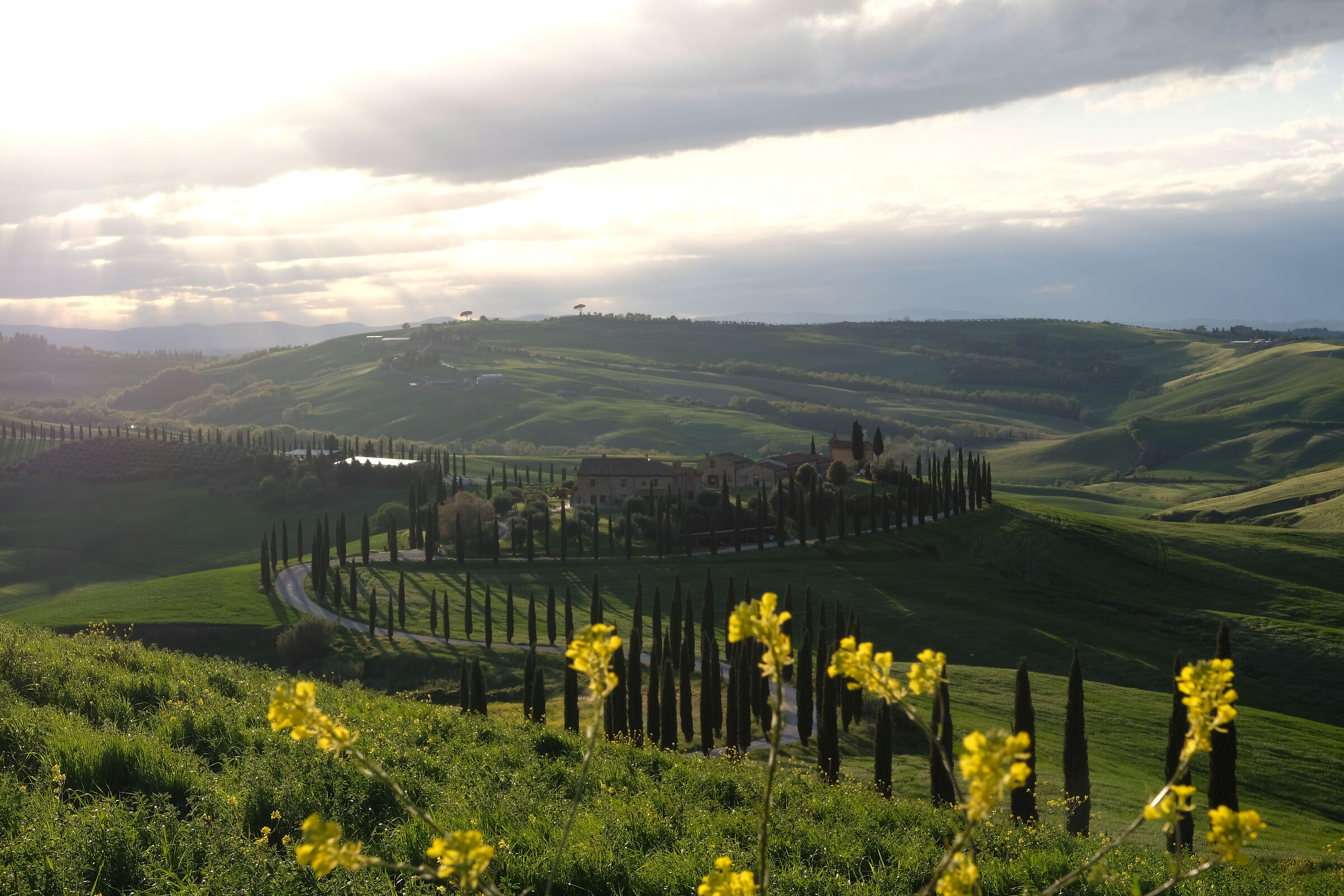 baccoleno