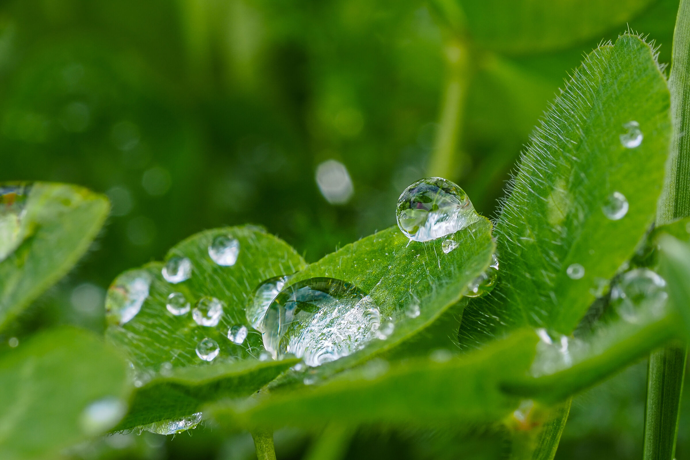 A few drops