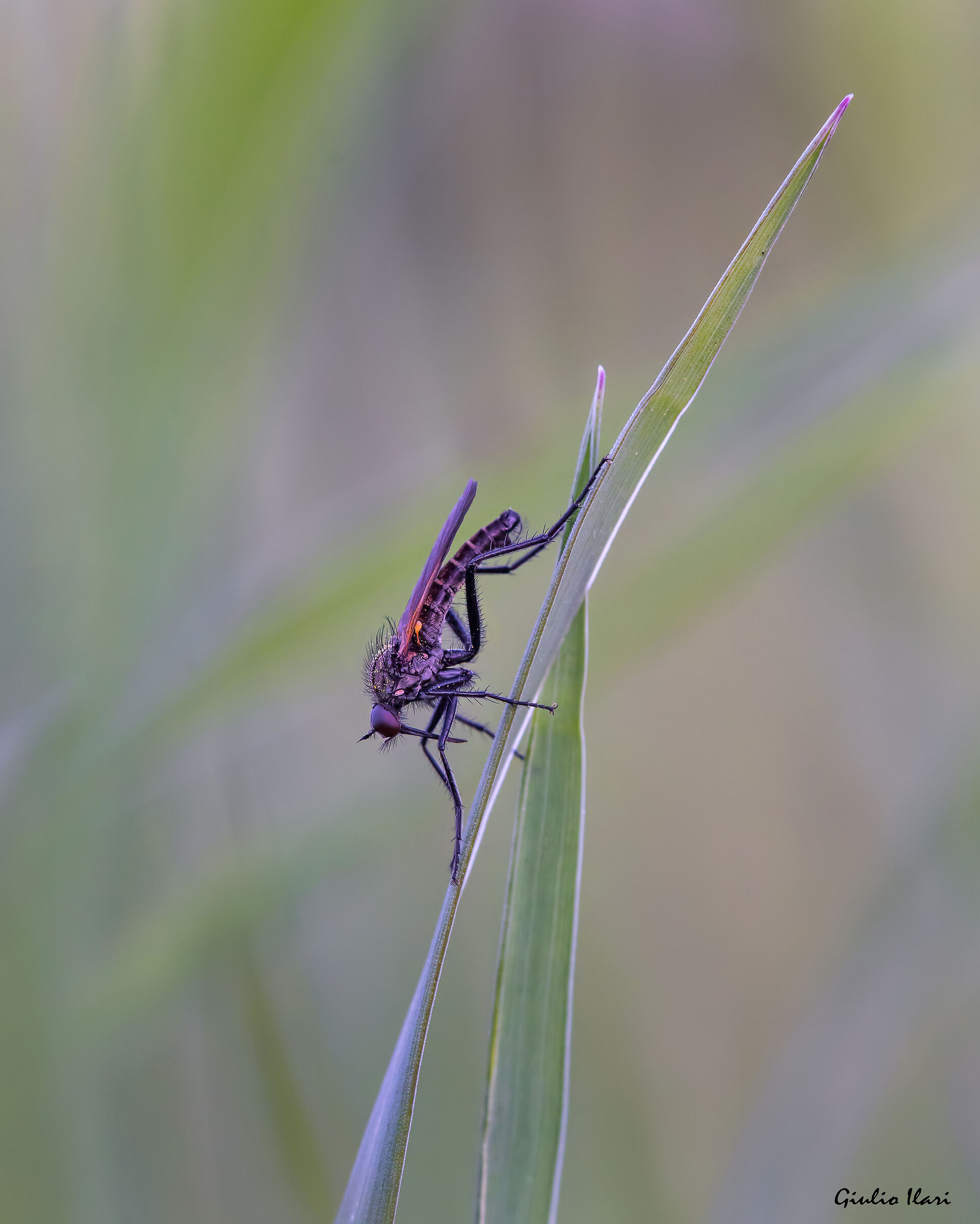 empididae