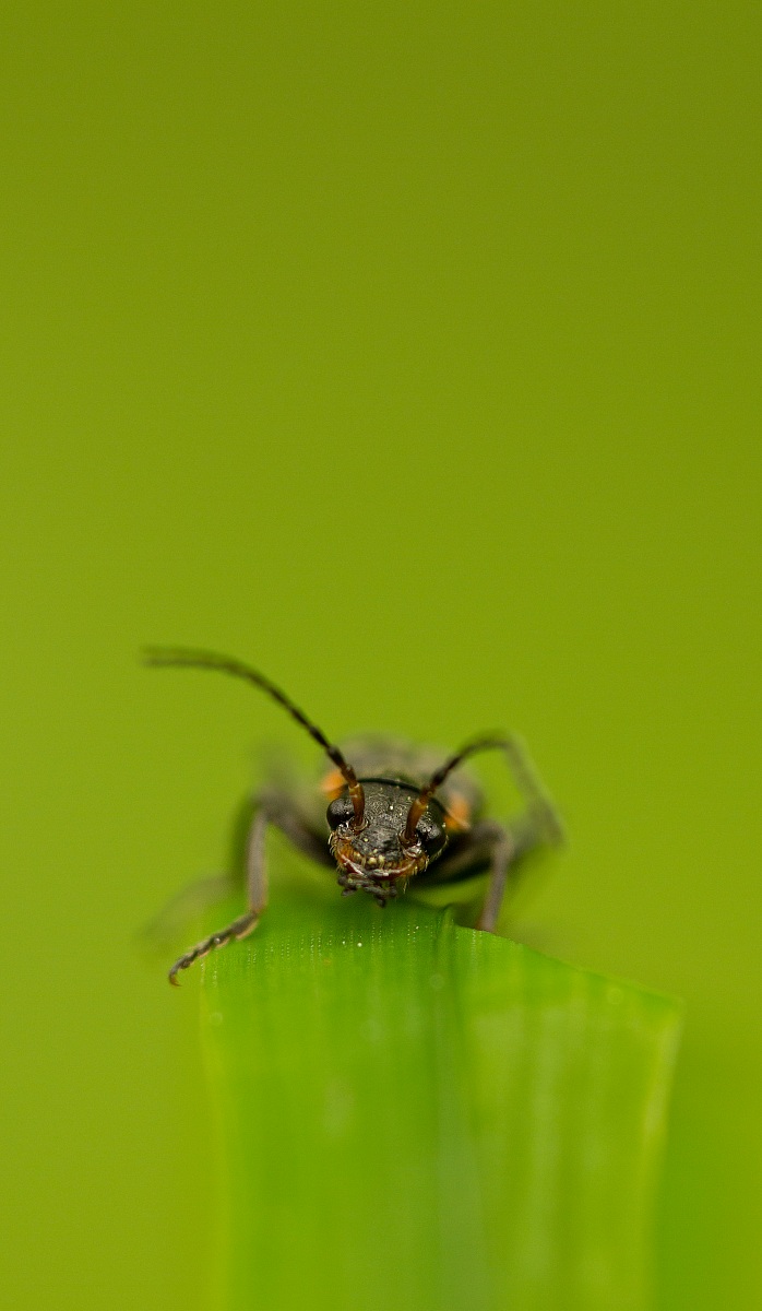 Cantharis fulvicollis