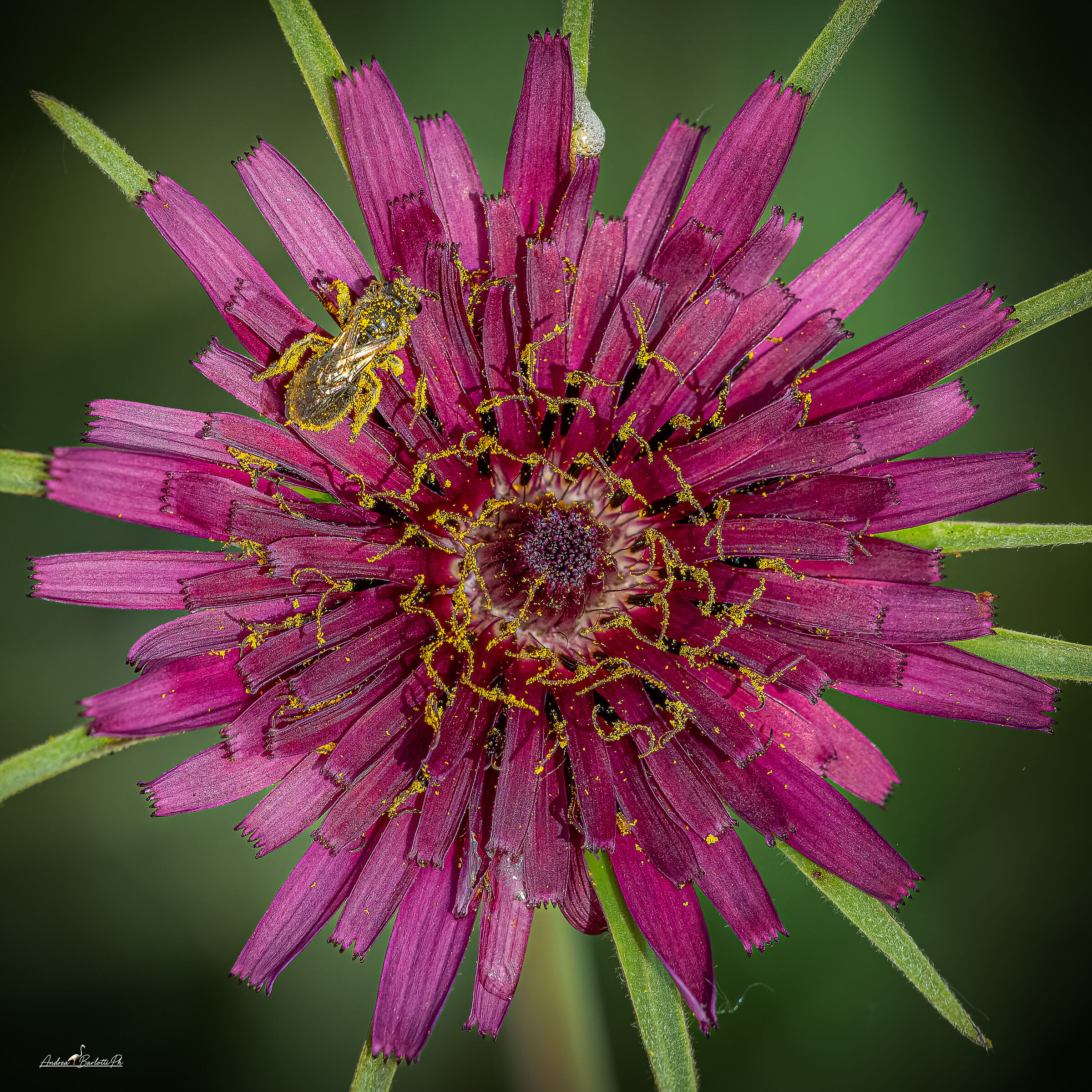 Pollen