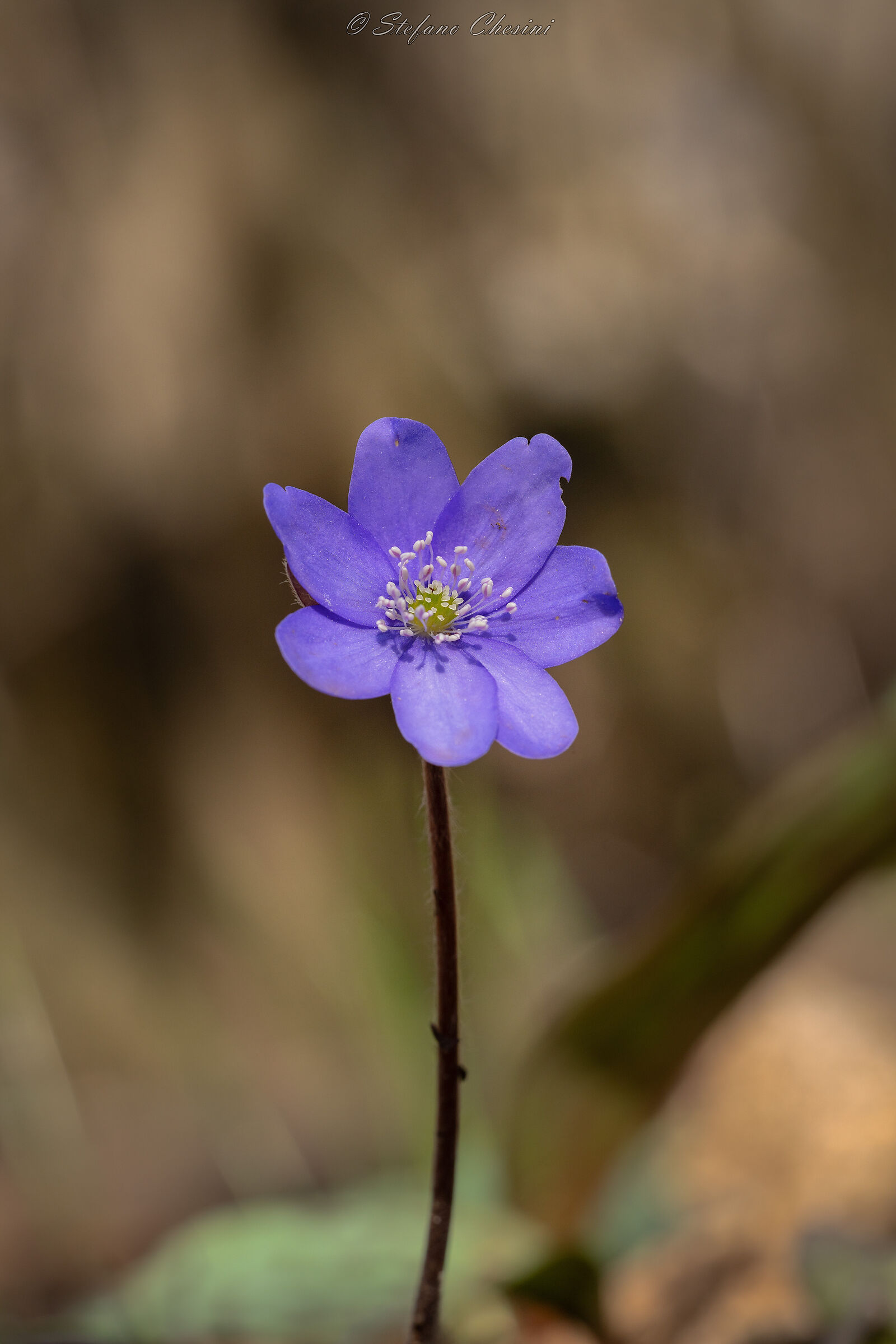 Anemone americana