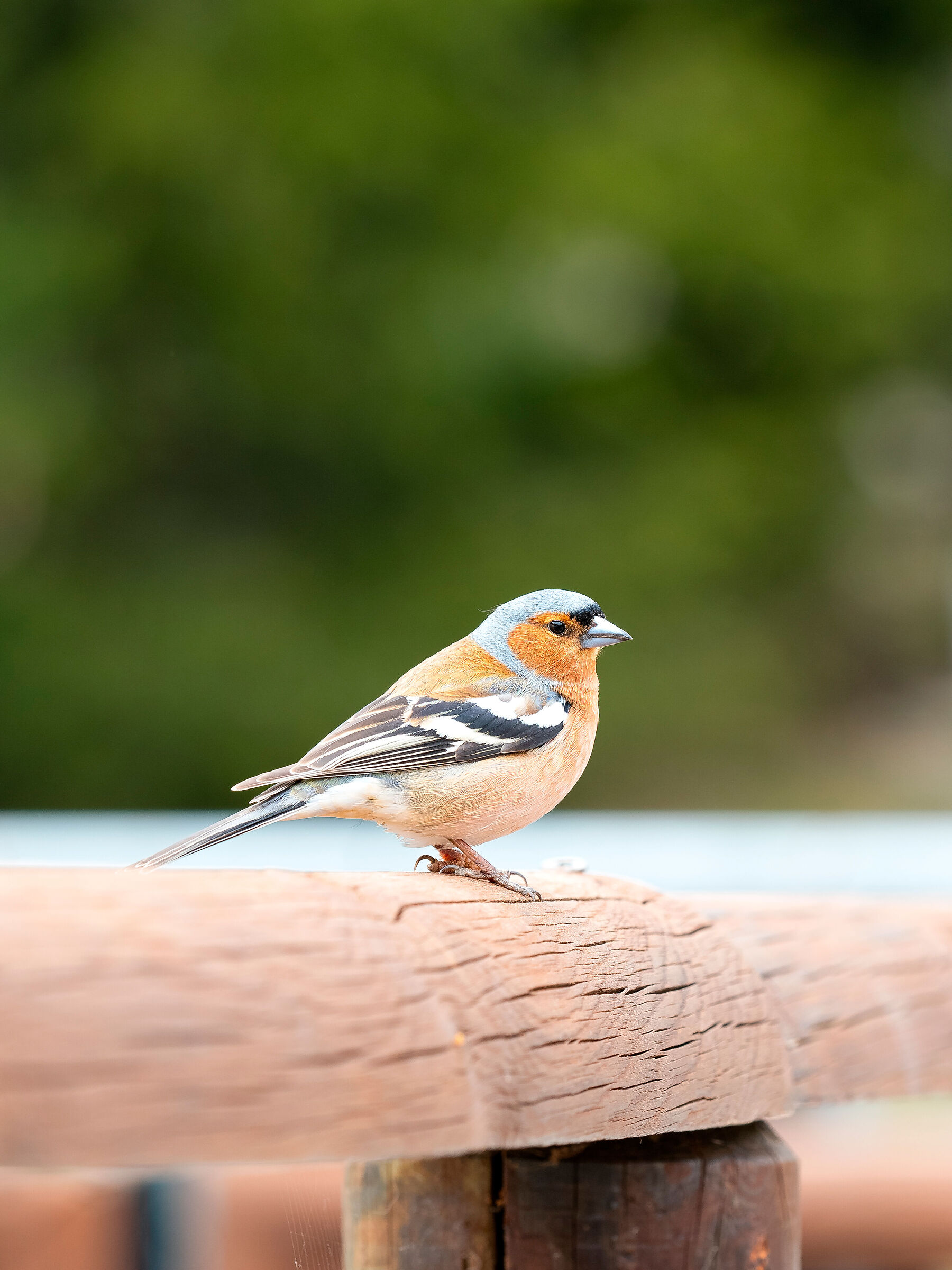 The first finch of the year