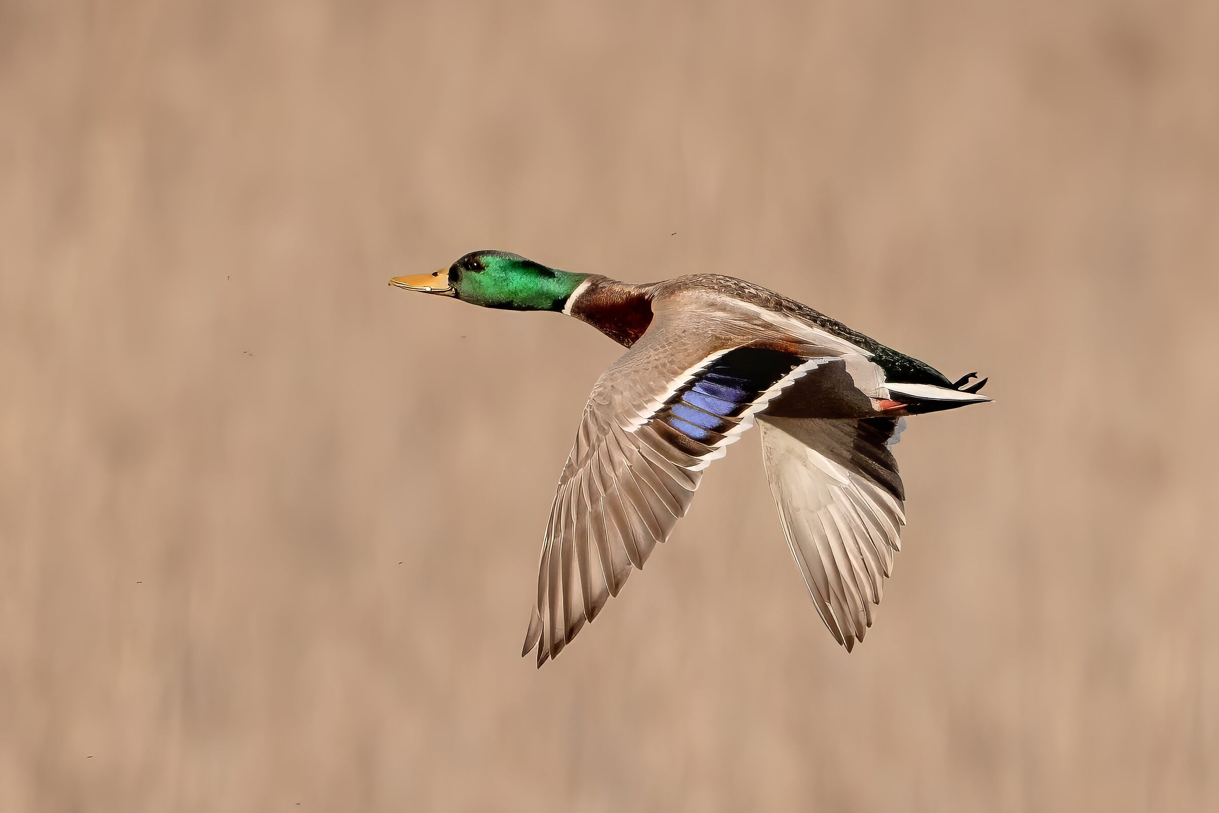 Mallard (Anas platyrhynchos)
