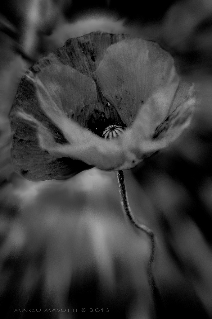 Dark poppy