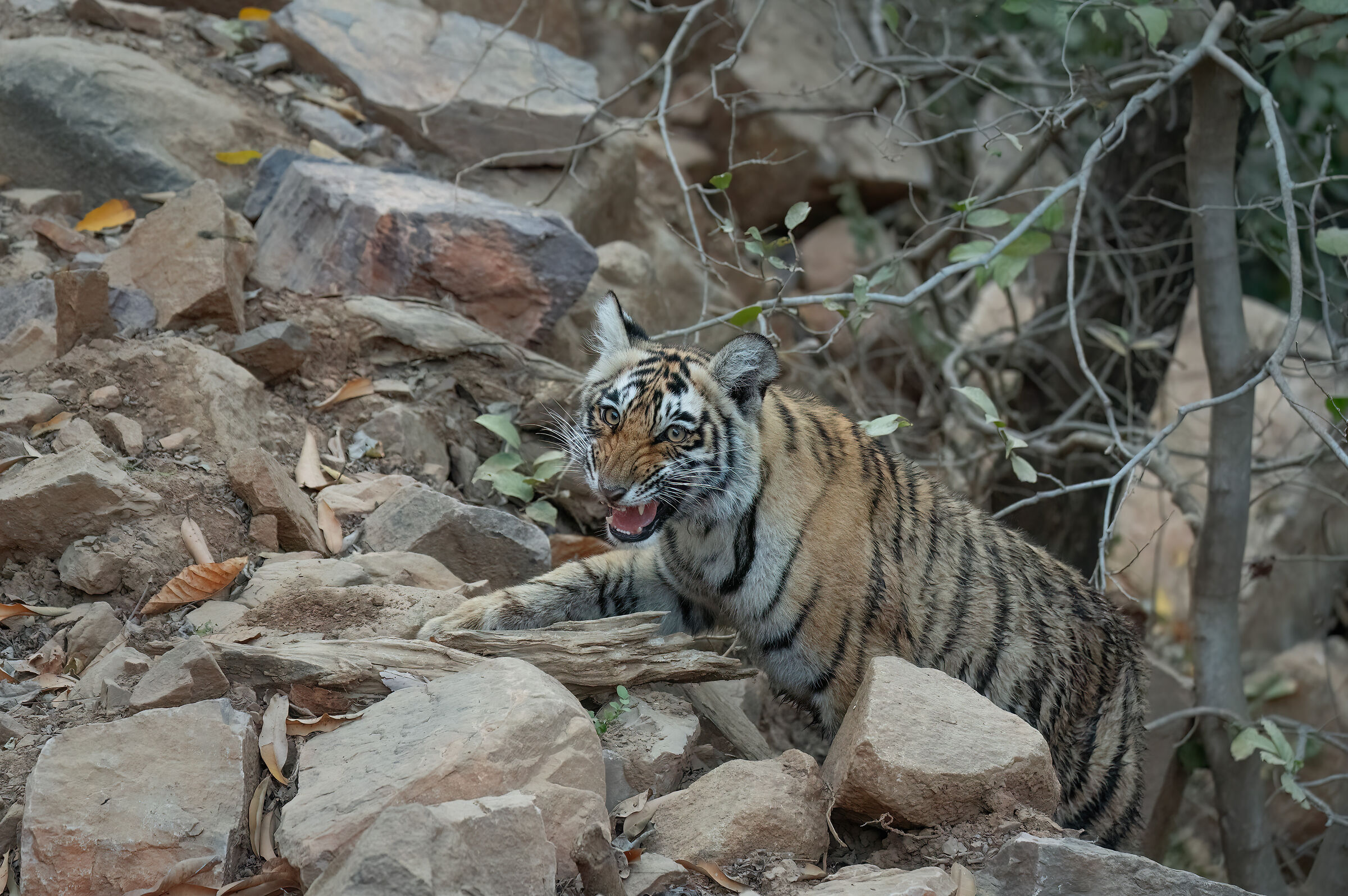 Sono ancora piccolo, ma non fatemi arrabbiare...