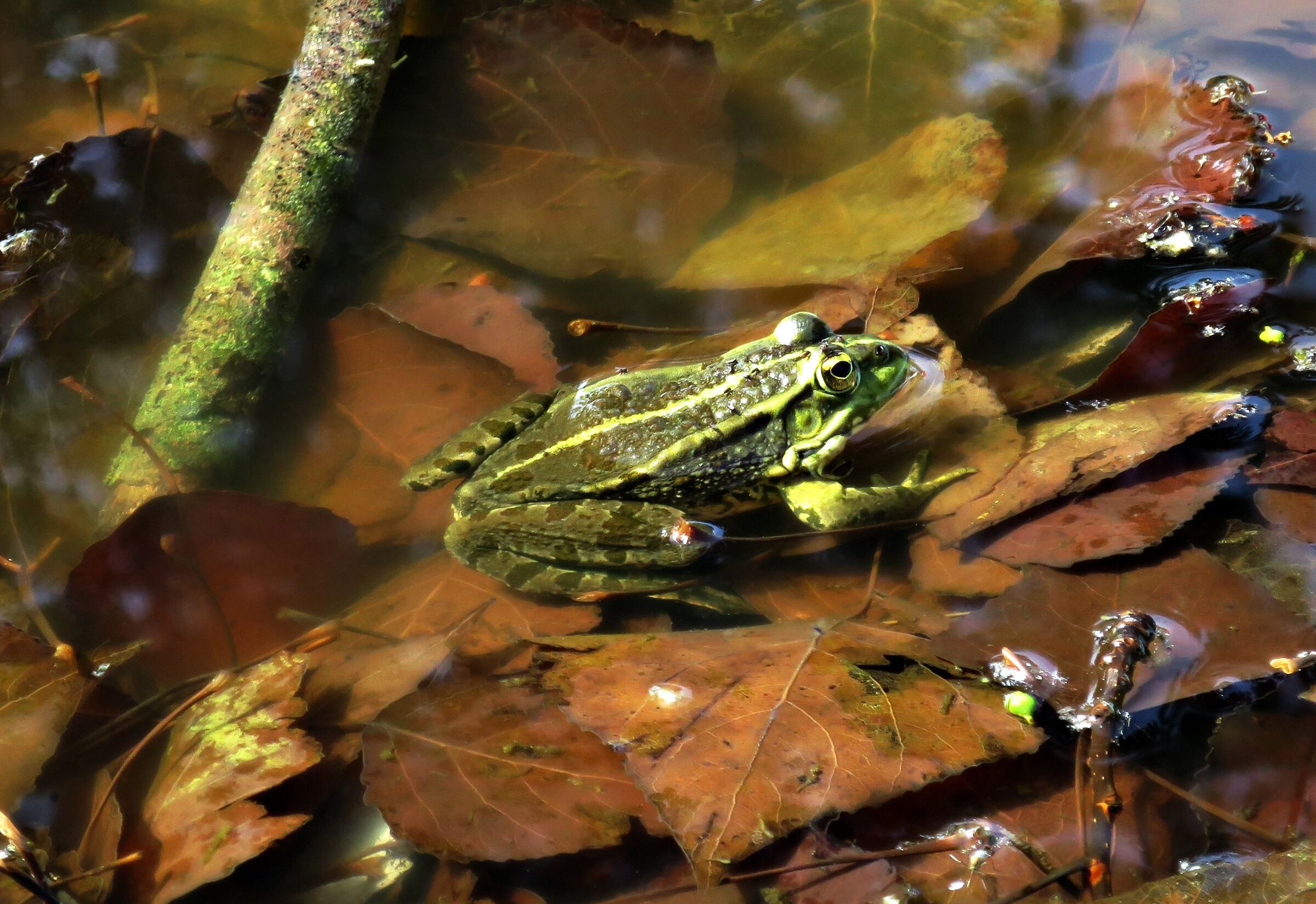 Common Green Frog